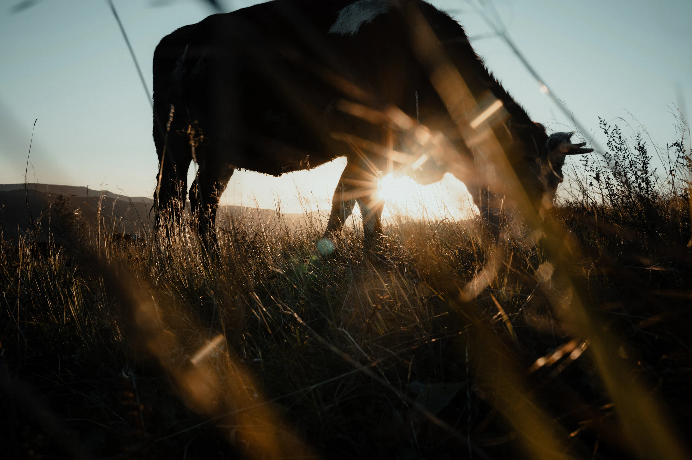 Cattle farm story