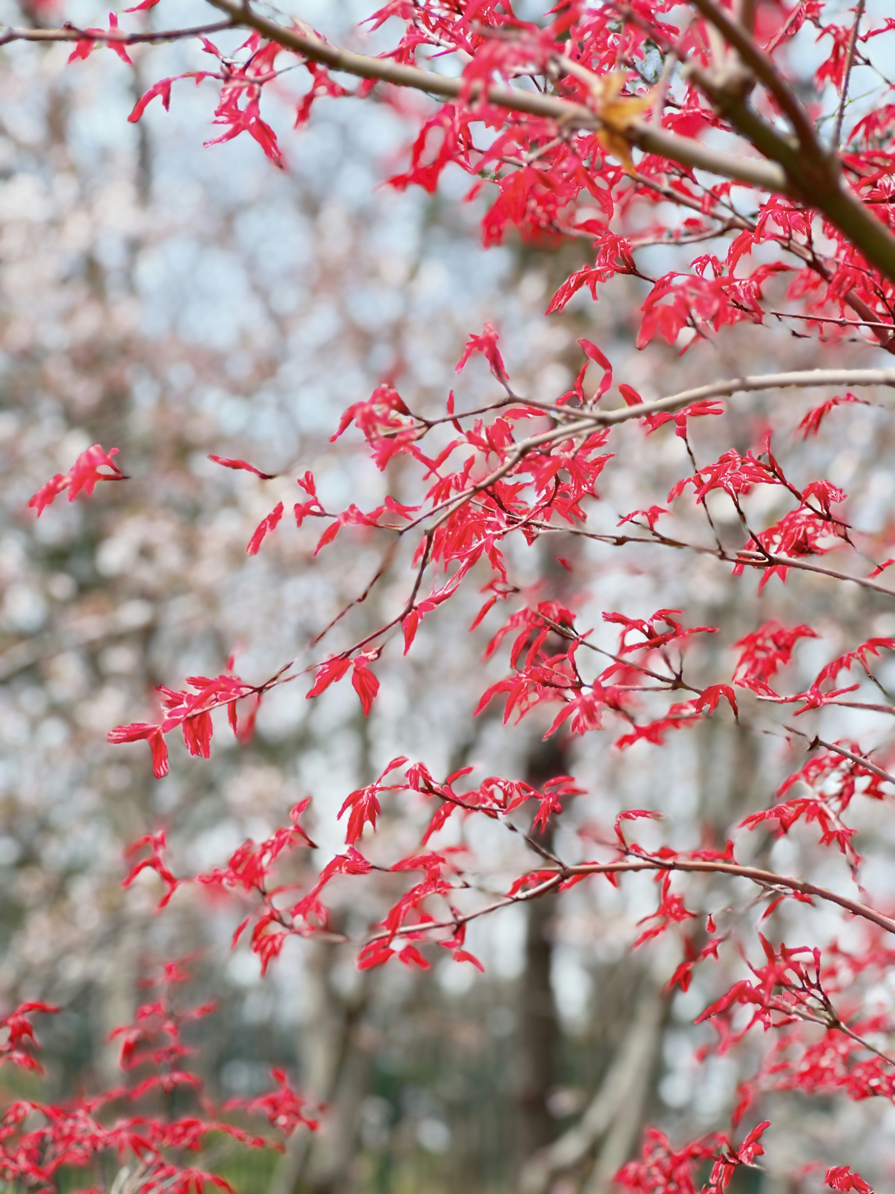 Photo by fayflora