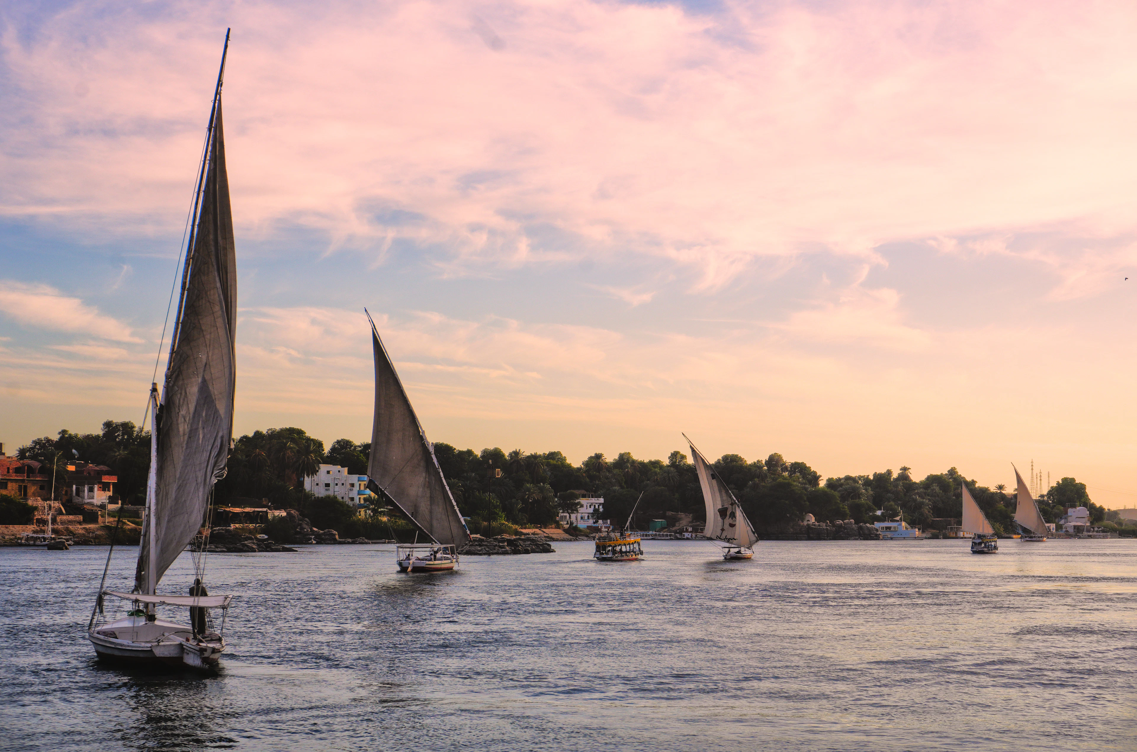 Several feluccas with white sails on the Nile in evening light, Egypt