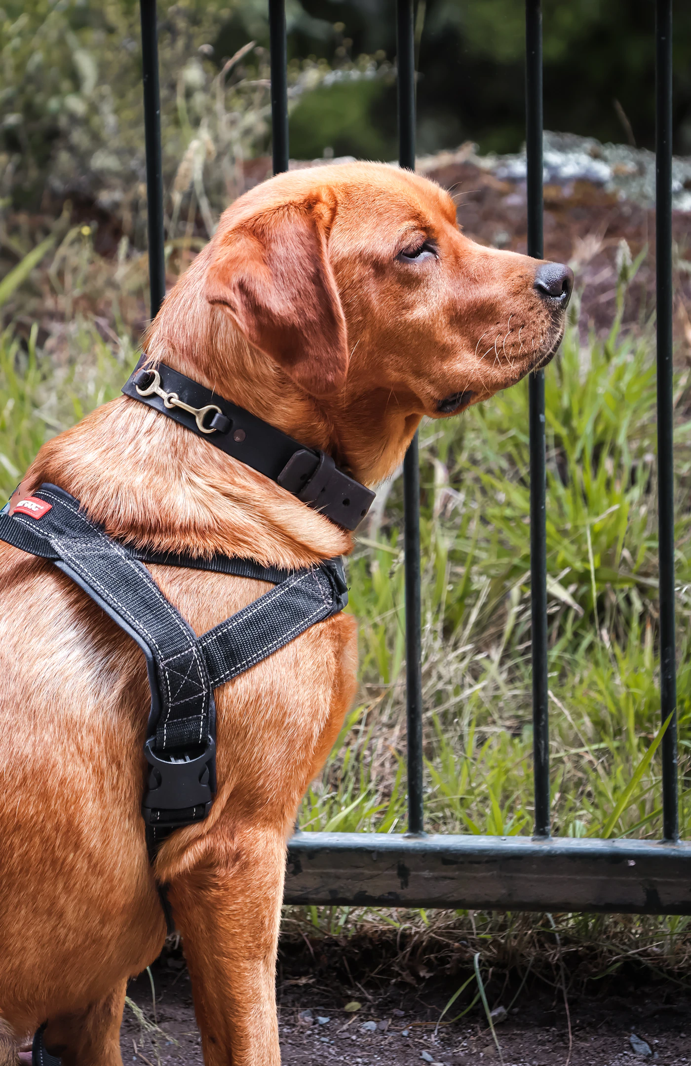 Real dog wearing a collar and harness outdoors