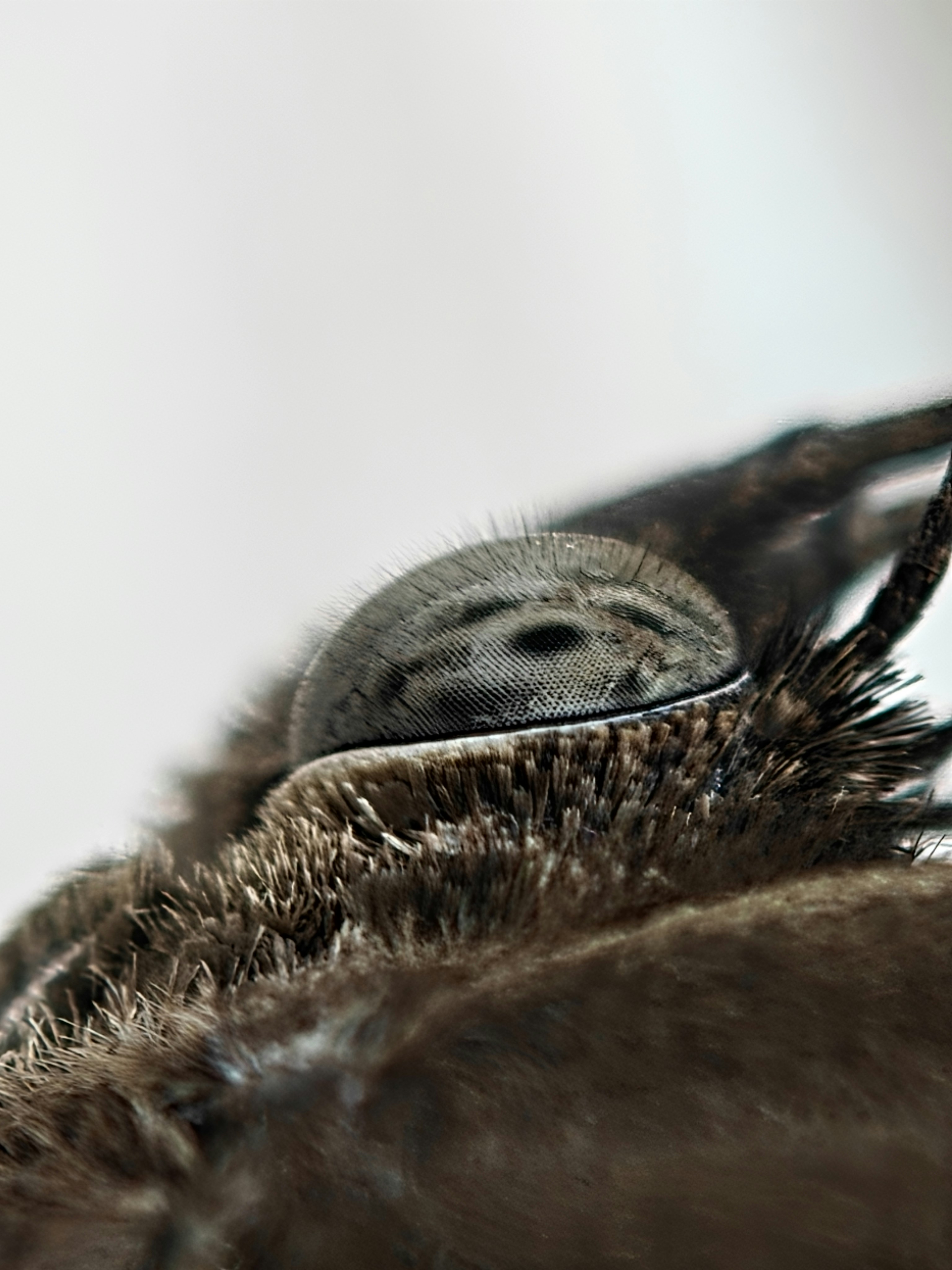 Plan très rapproché de l’œil composé d’un papillon de nuit duveteux