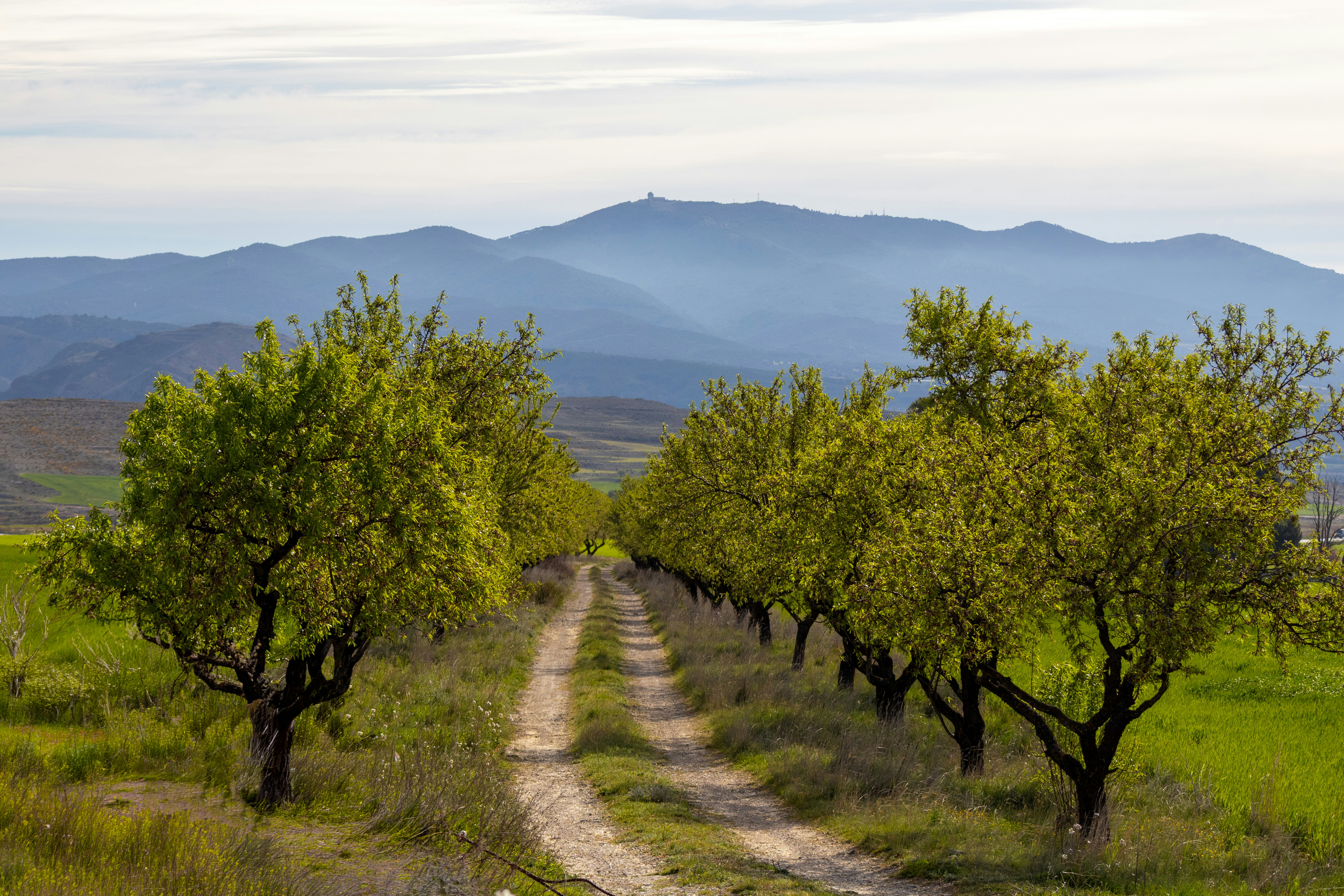 Bayer reafirma su compromiso con España a pesar de la caída de ingresos
