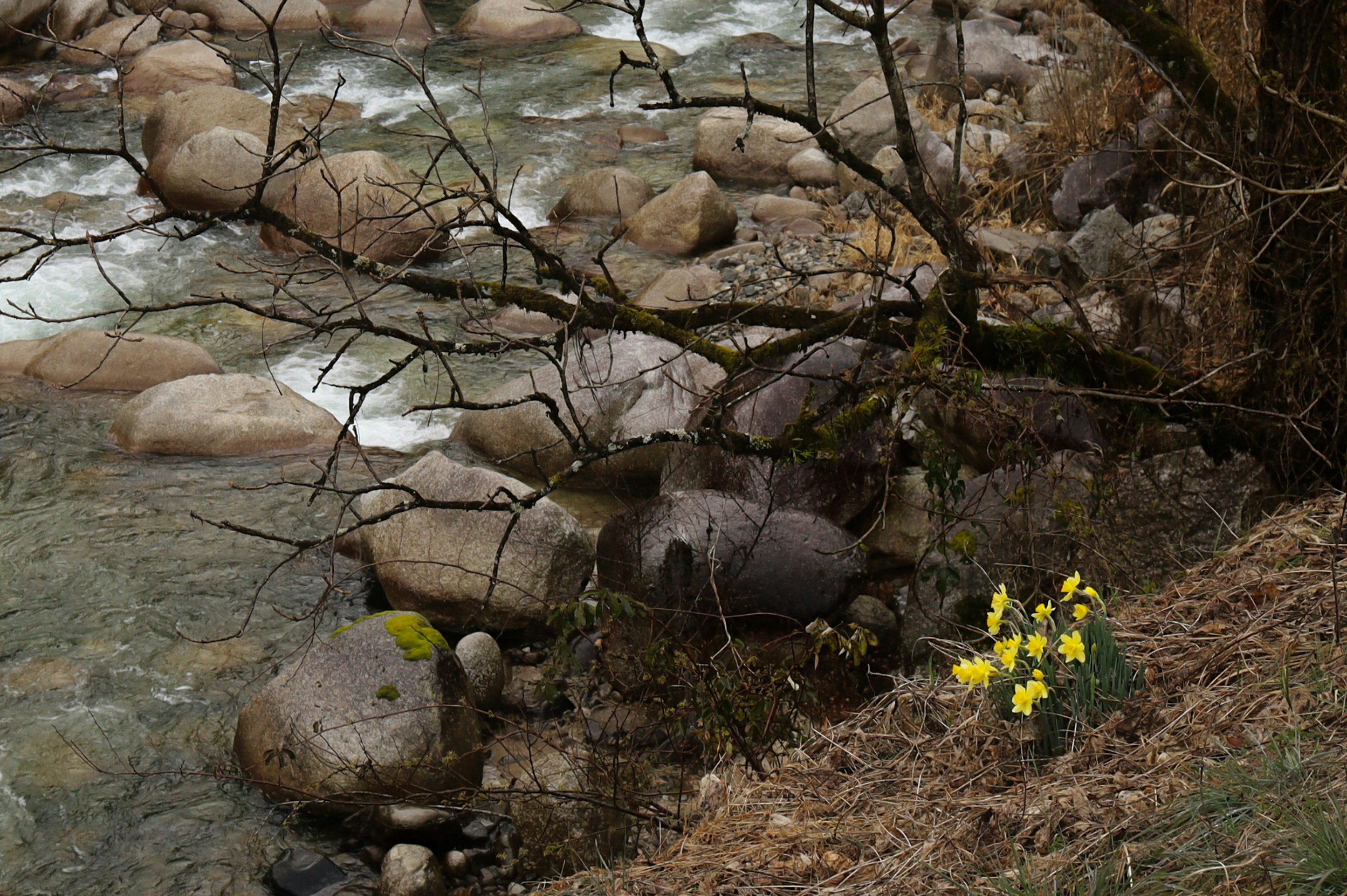 Yellow daffodils bloom beside a rocky stream.
