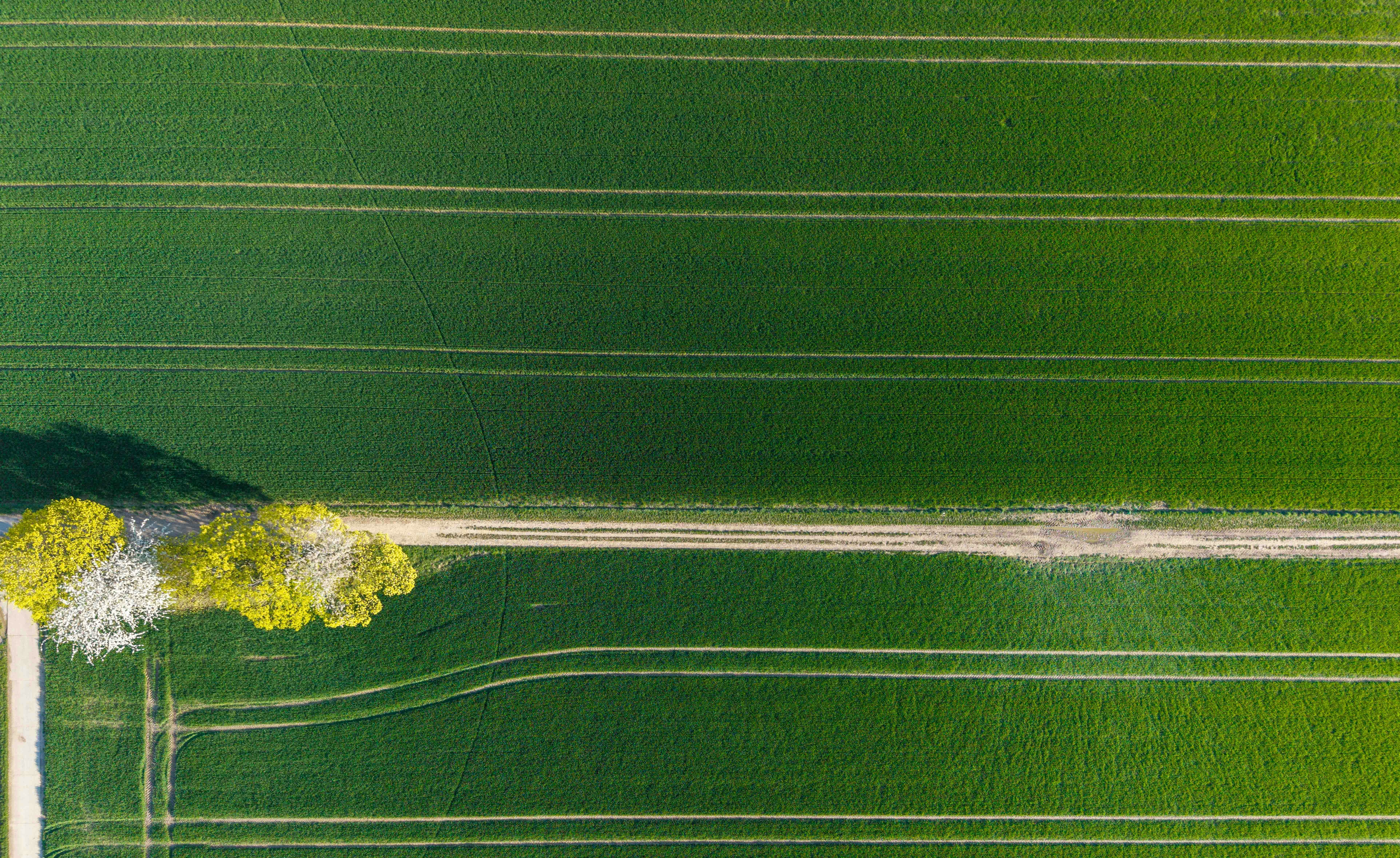 Green field with tire tracks and trees from above