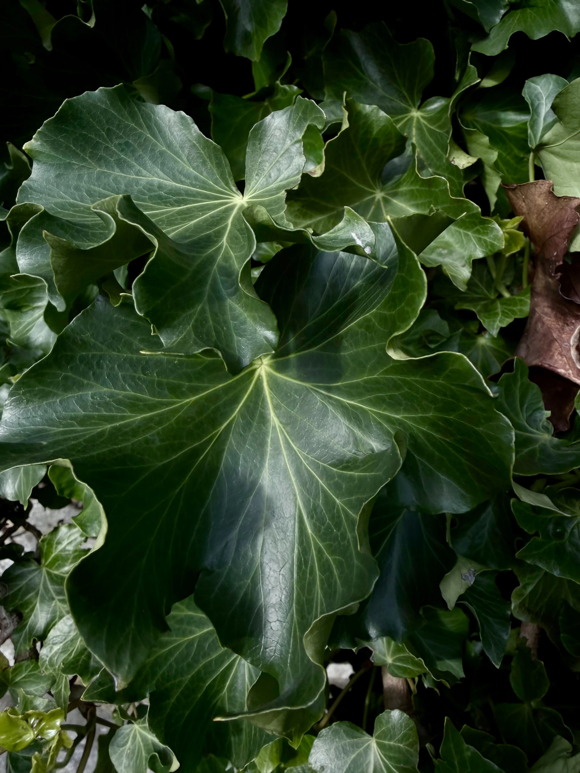 Close-up of lush green ivy leaves with visible veins.