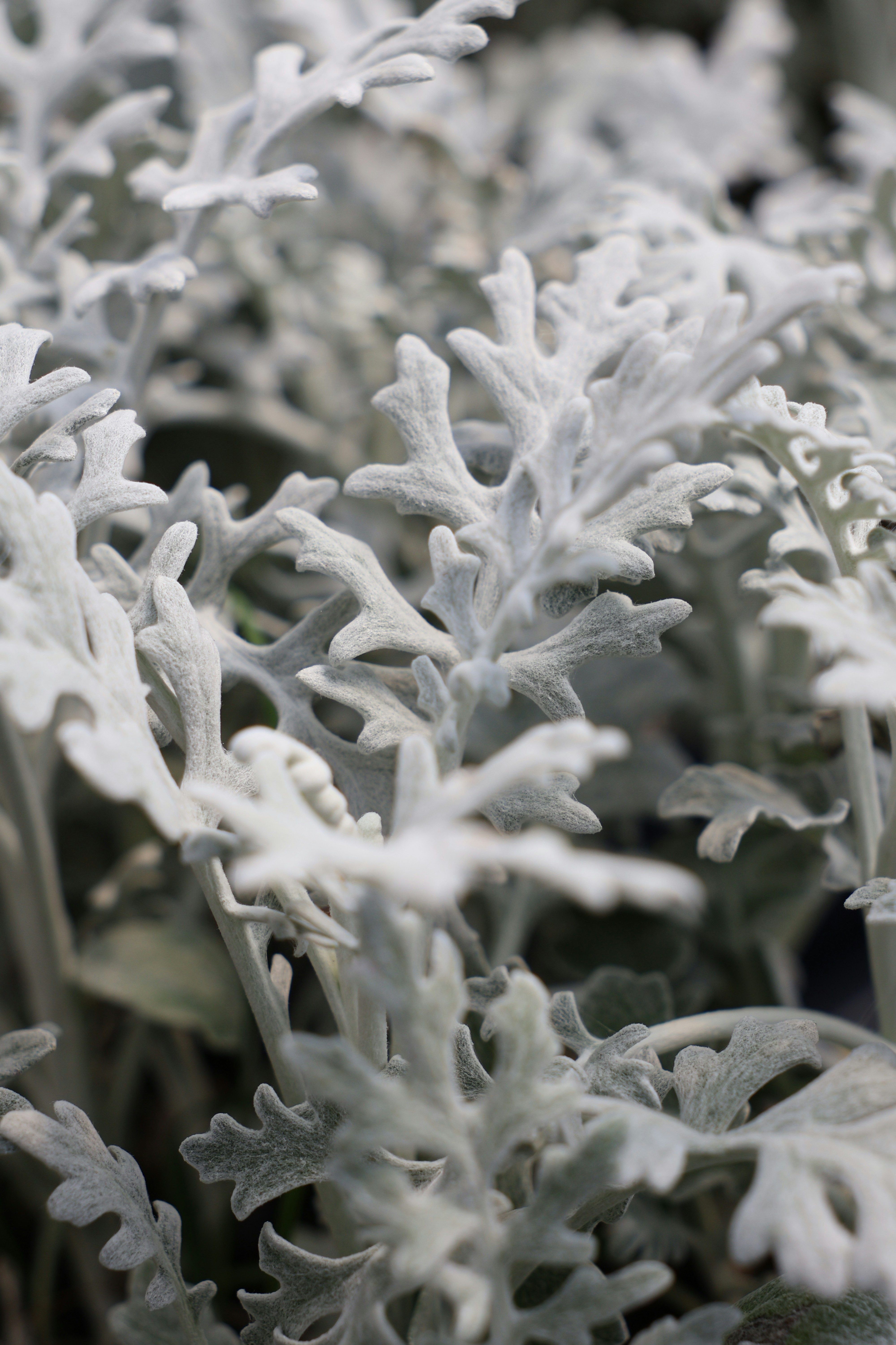 Dusty miller plant with soft, silvery leaves