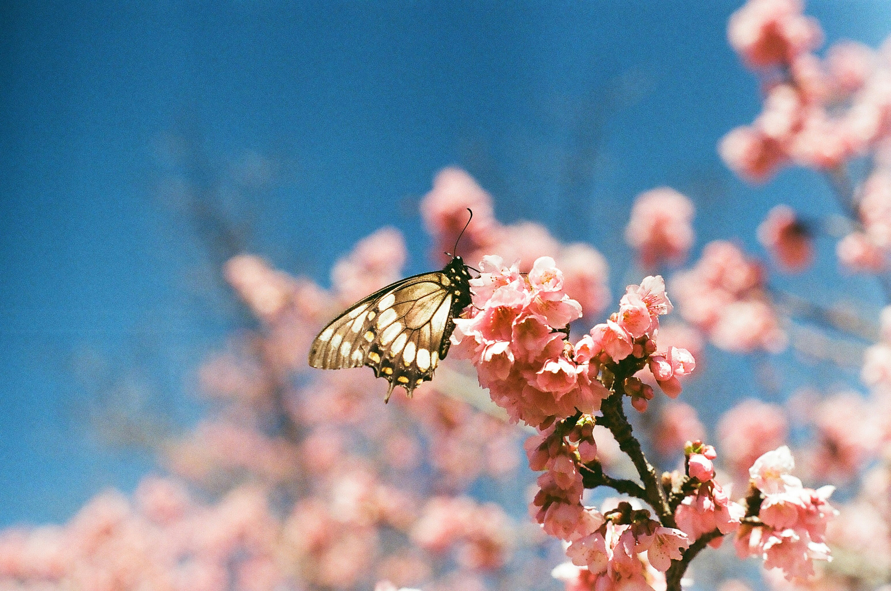 A butterfly rests on a pink cherry blossom.