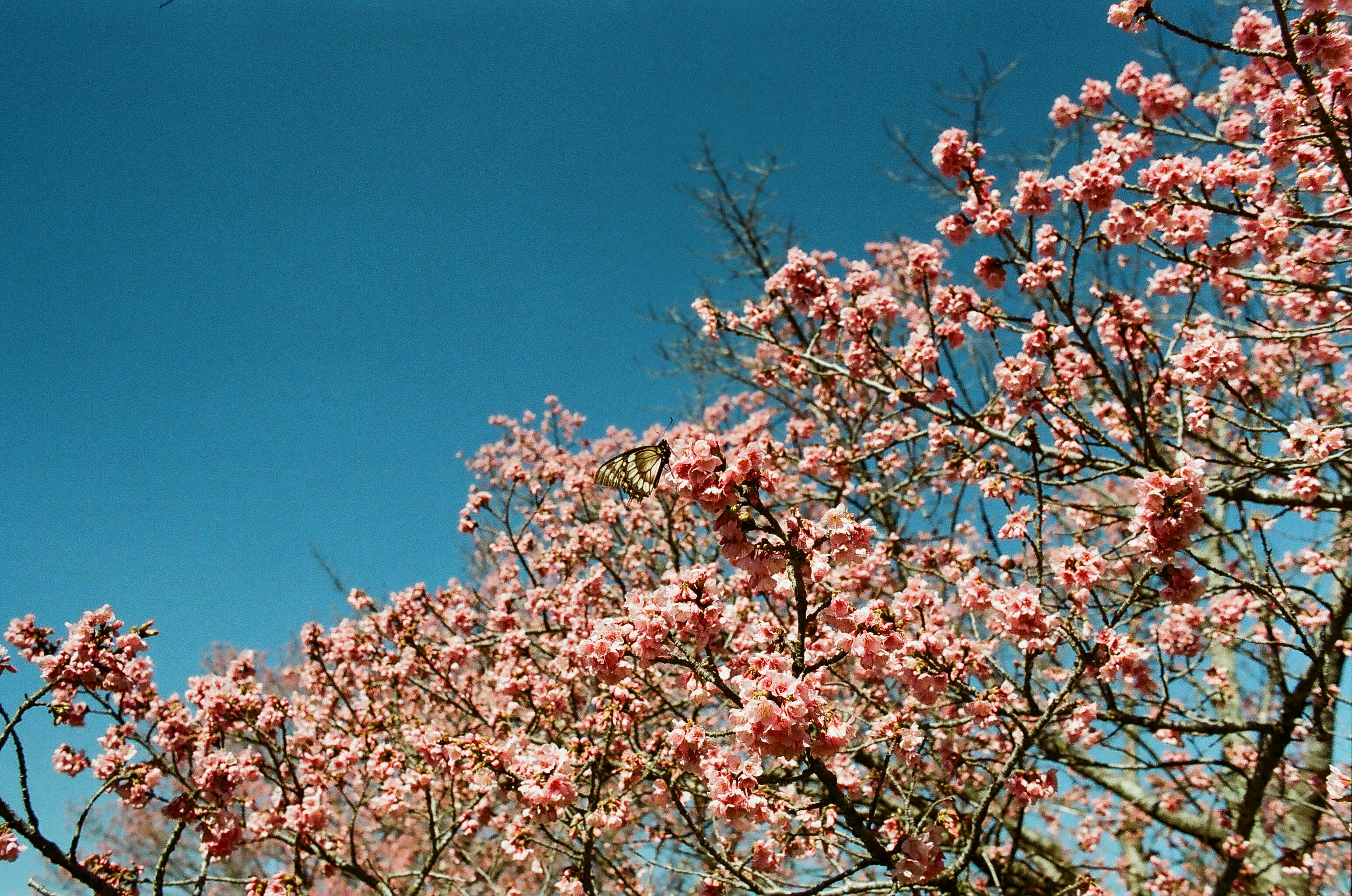Pink cherry blossoms bloom against a clear blue sky