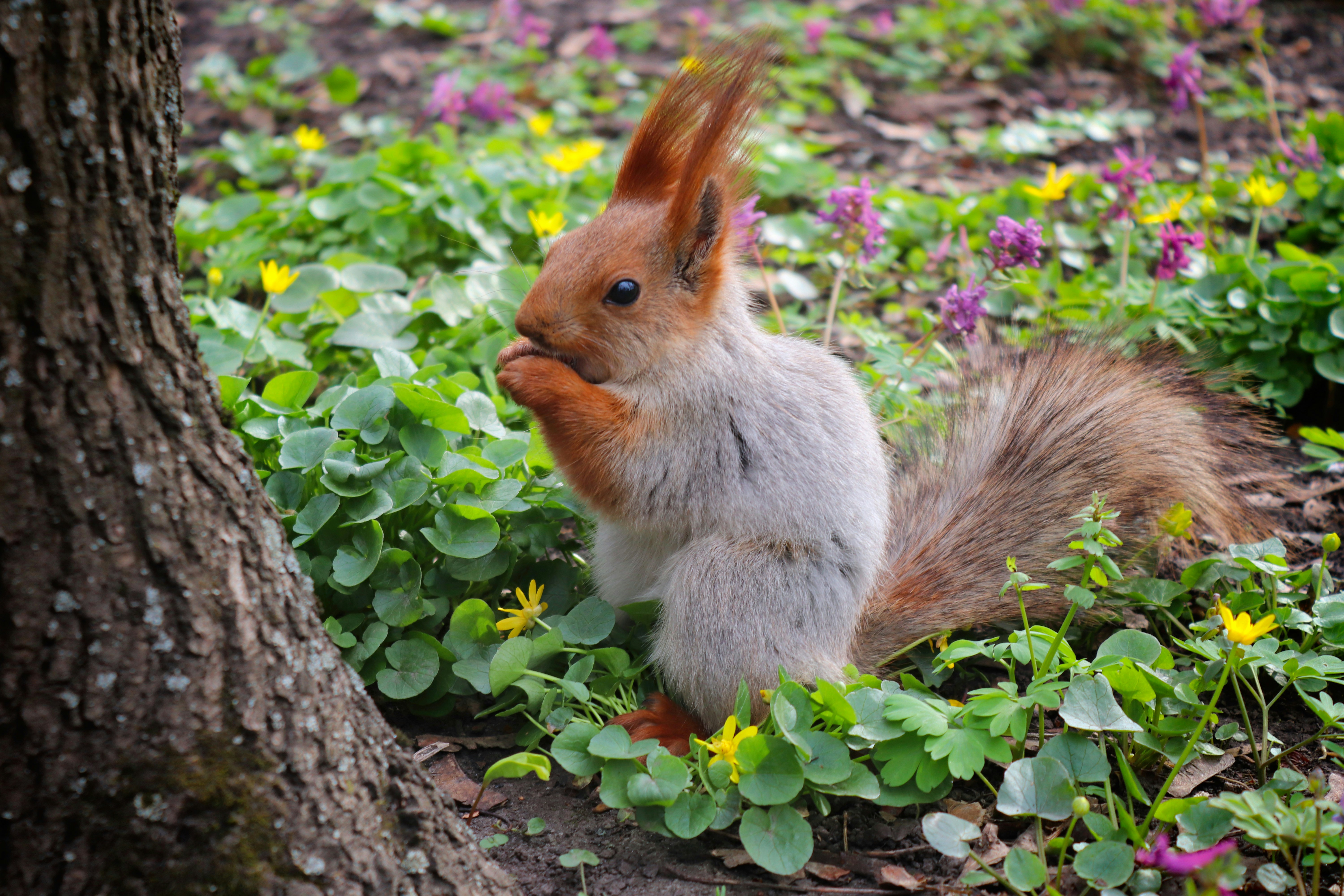 A squirrel eating nuts in a field of flowers