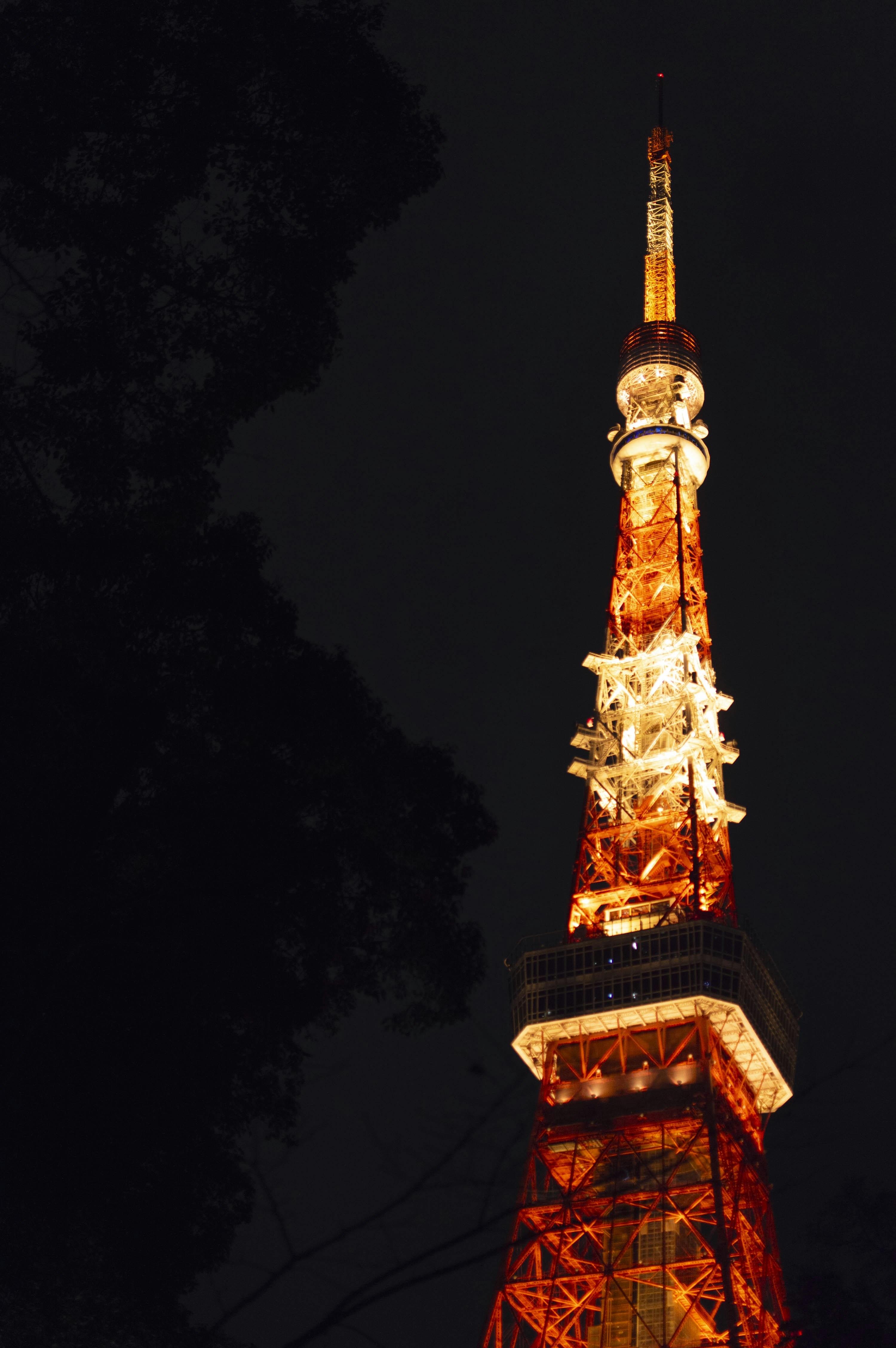 Tokio-Turm nachts von dunklen Bäumen erleuchtet