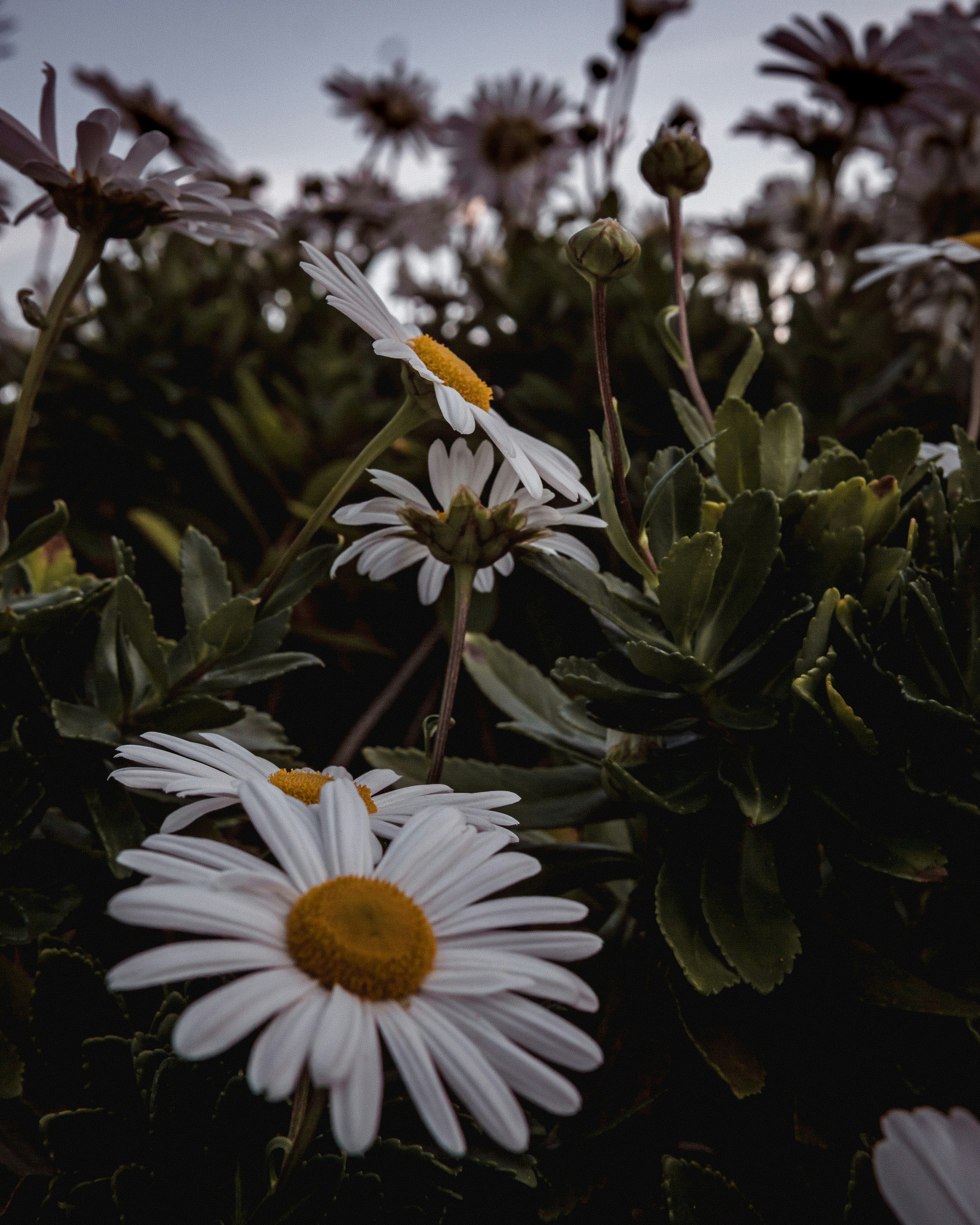 Weiße Gänseblümchen blühen in einem Garten mit dunkelgrünem Laub.