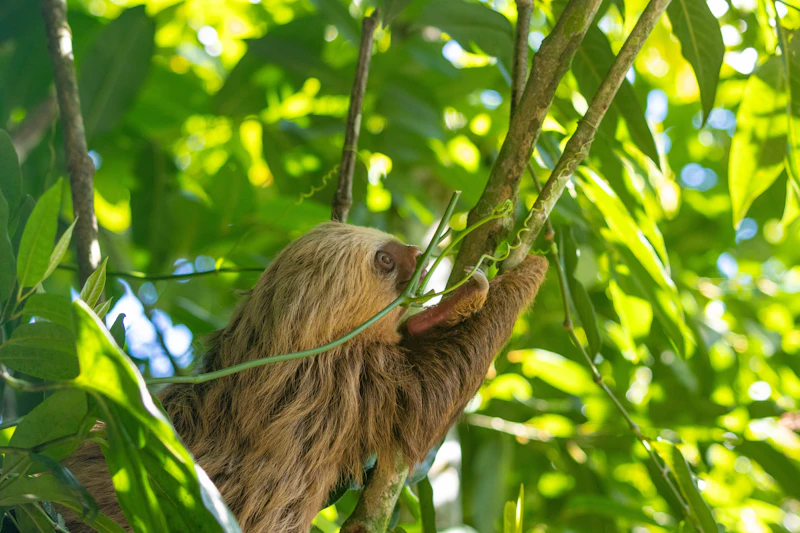 Three-toed Sloth (Bradypus tridactylus)