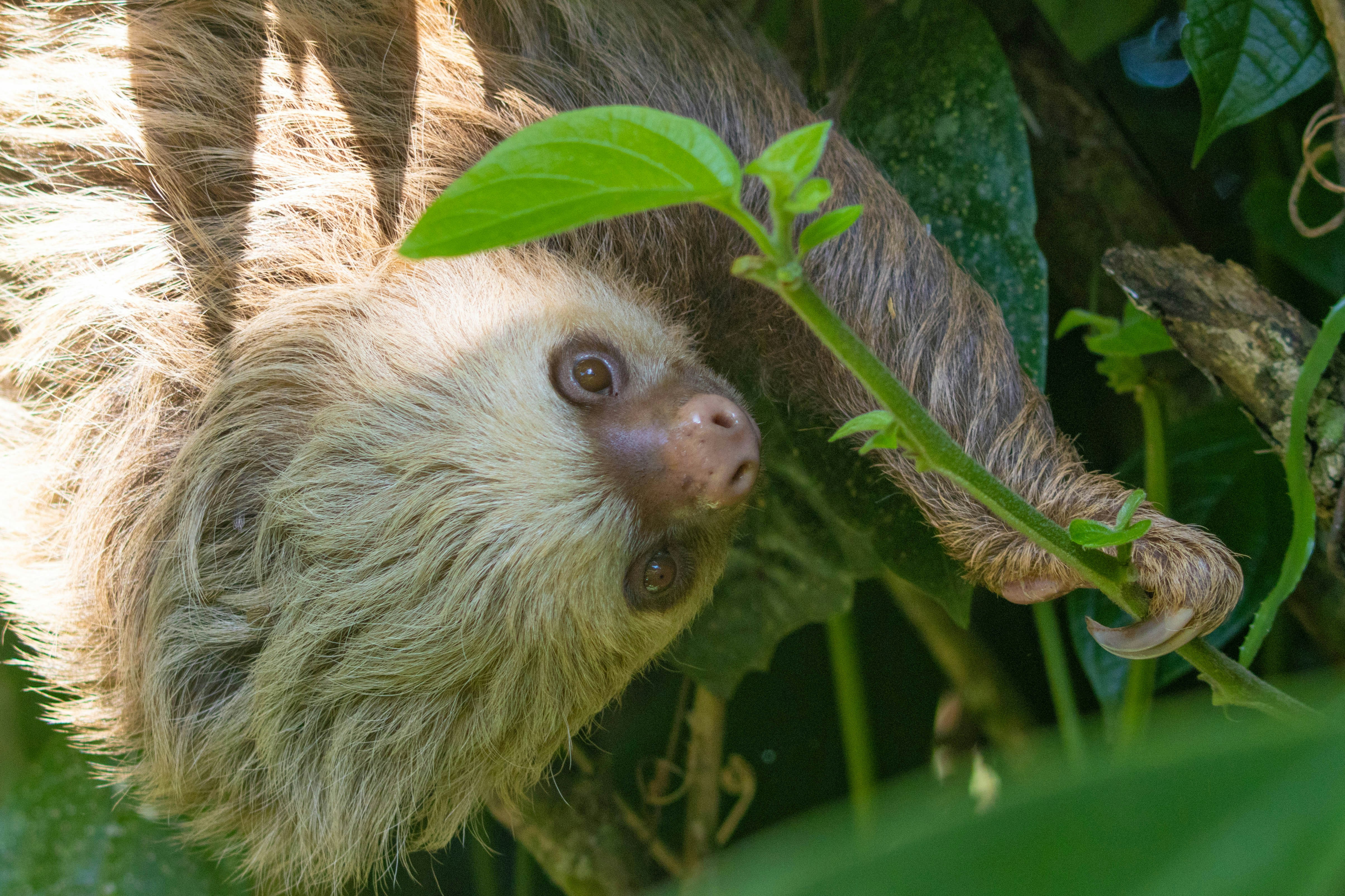 A sloth hangs upside down in green foliage.