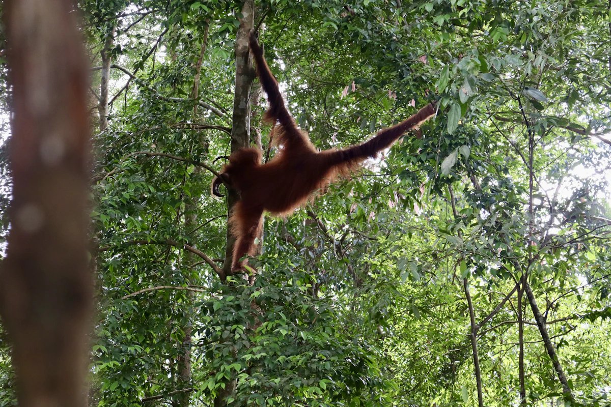 Primary tropical rainforest canopy and wild orangutans in Gunung Leuser