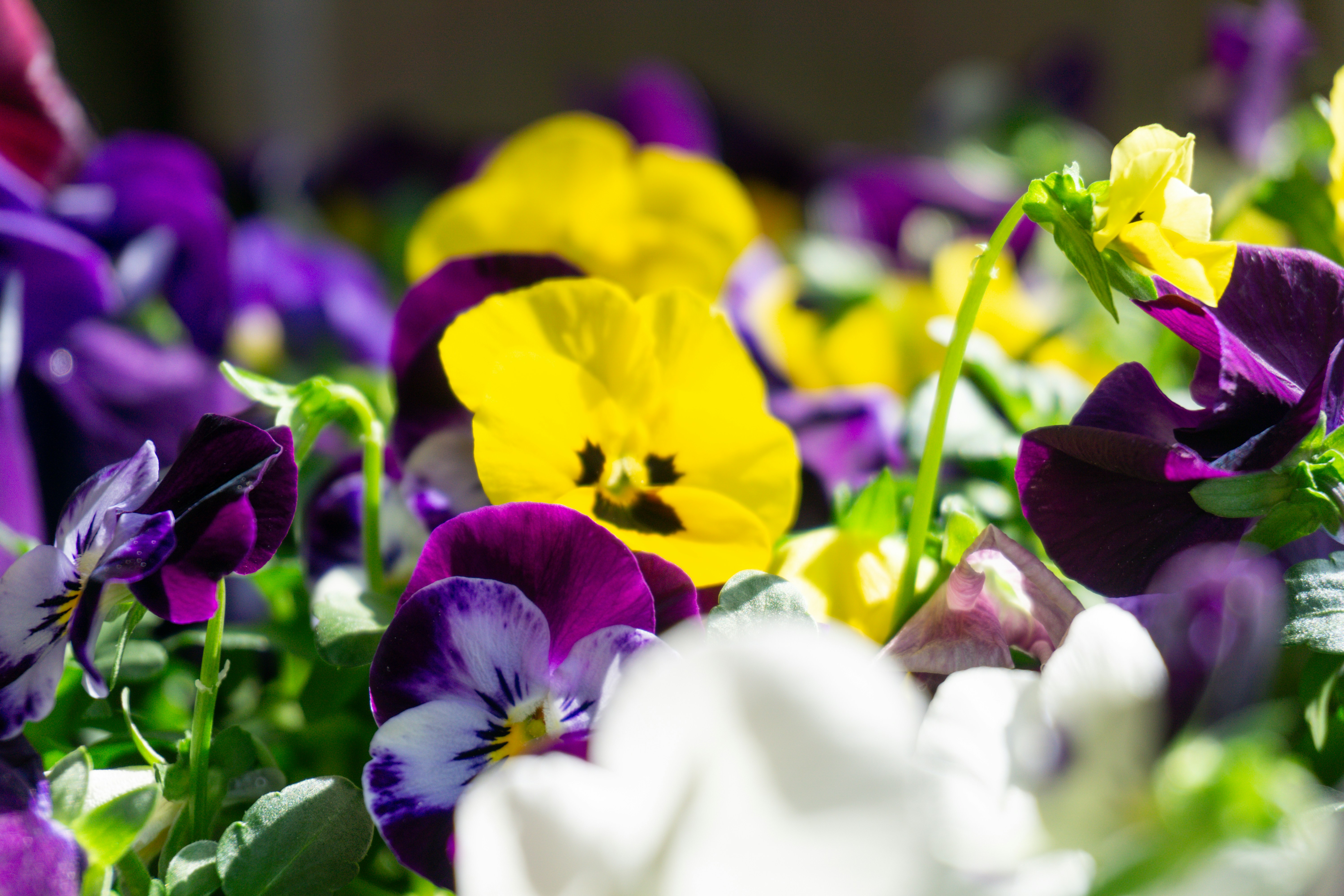 Photo by trentonstevens