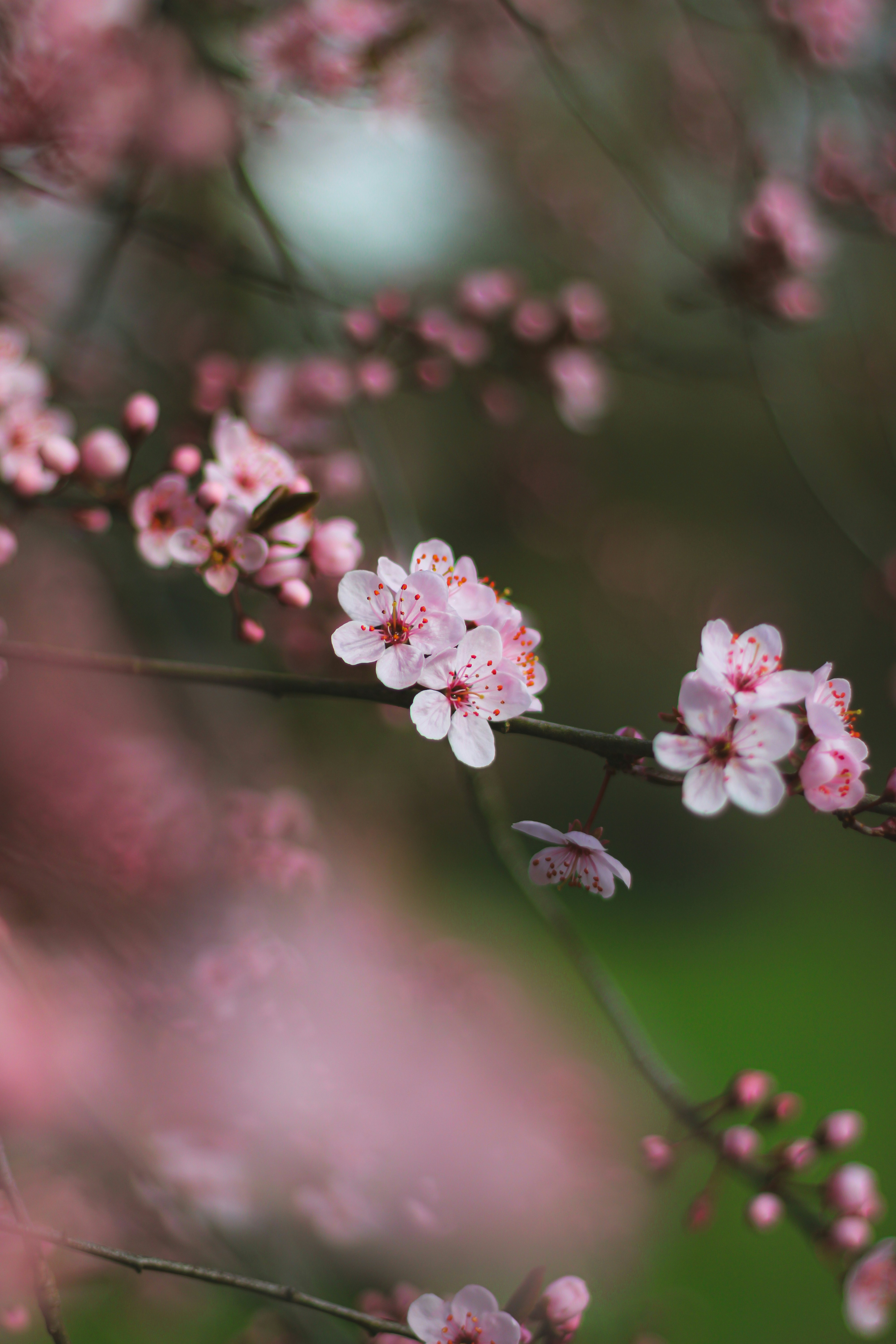 Photo by mohammad_ebesh