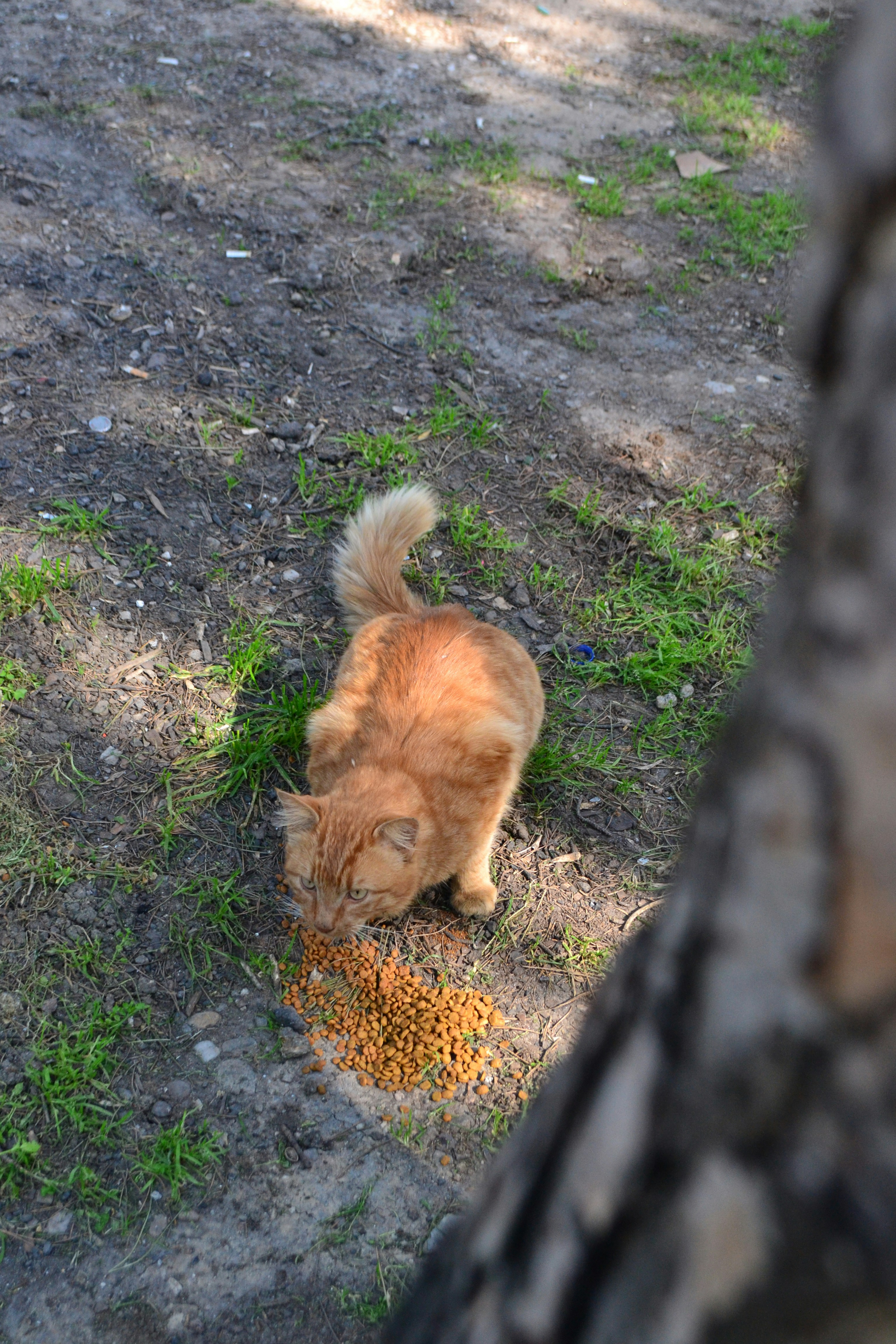 Un chat orange mange des croquettes par terre.