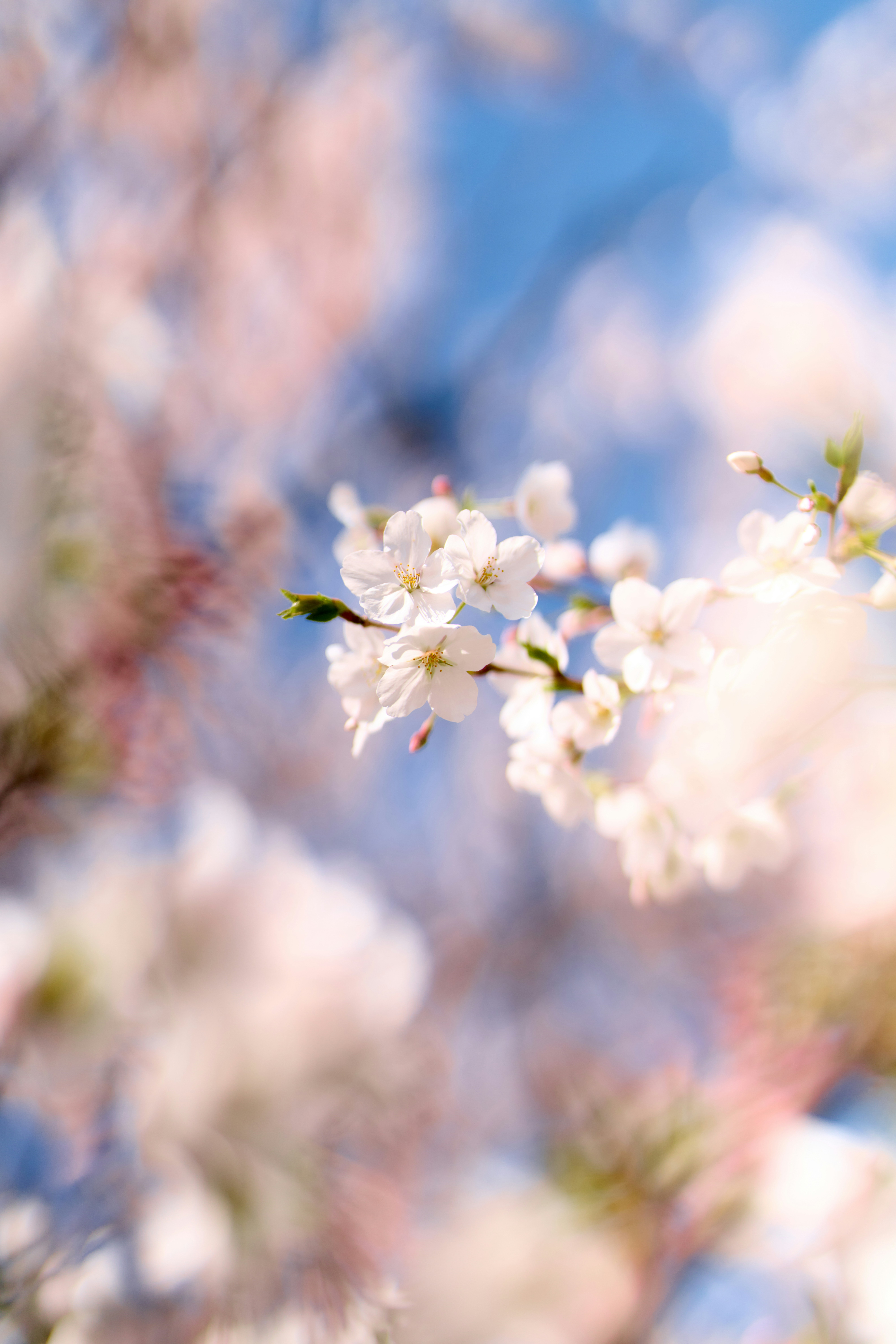 Nahaufnahme zarter weißer Kirschblüten gegen den blauen Himmel