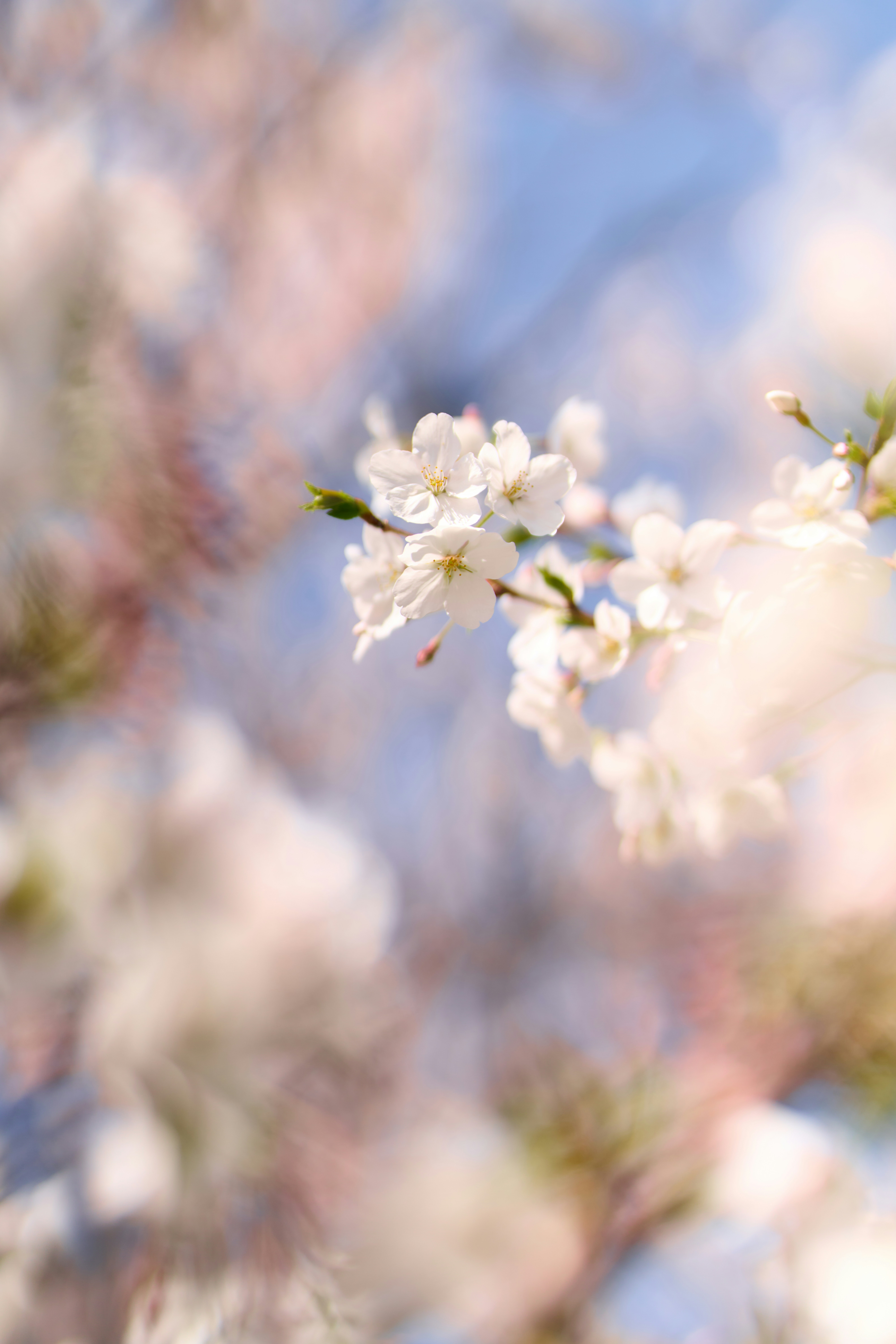 Zarte weiße Kirschblüten blühen vor einem sanften blauen Himmel