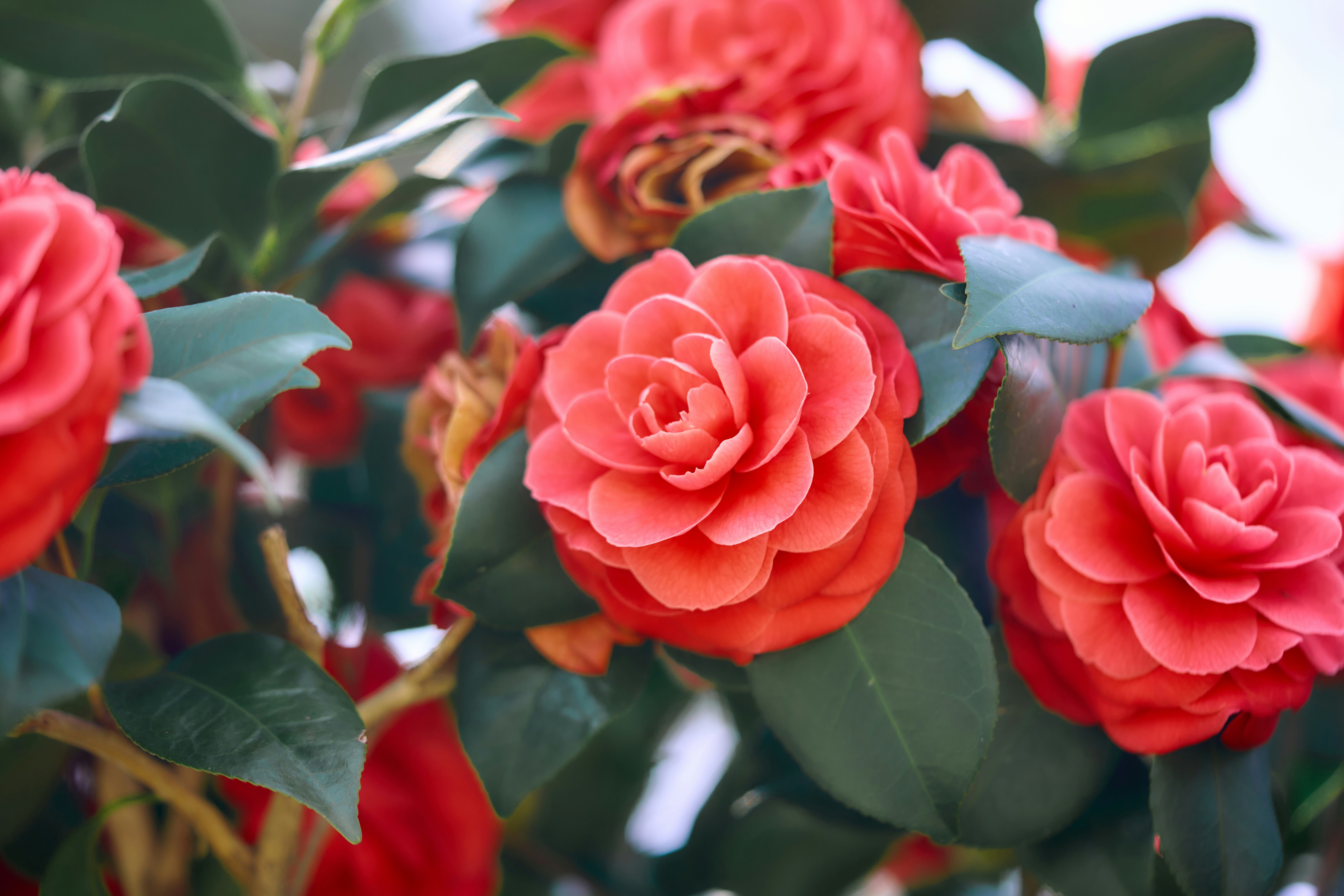 Nahaufnahme leuchtend roter Kamelienblüten, die auf einem Busch blühen.
