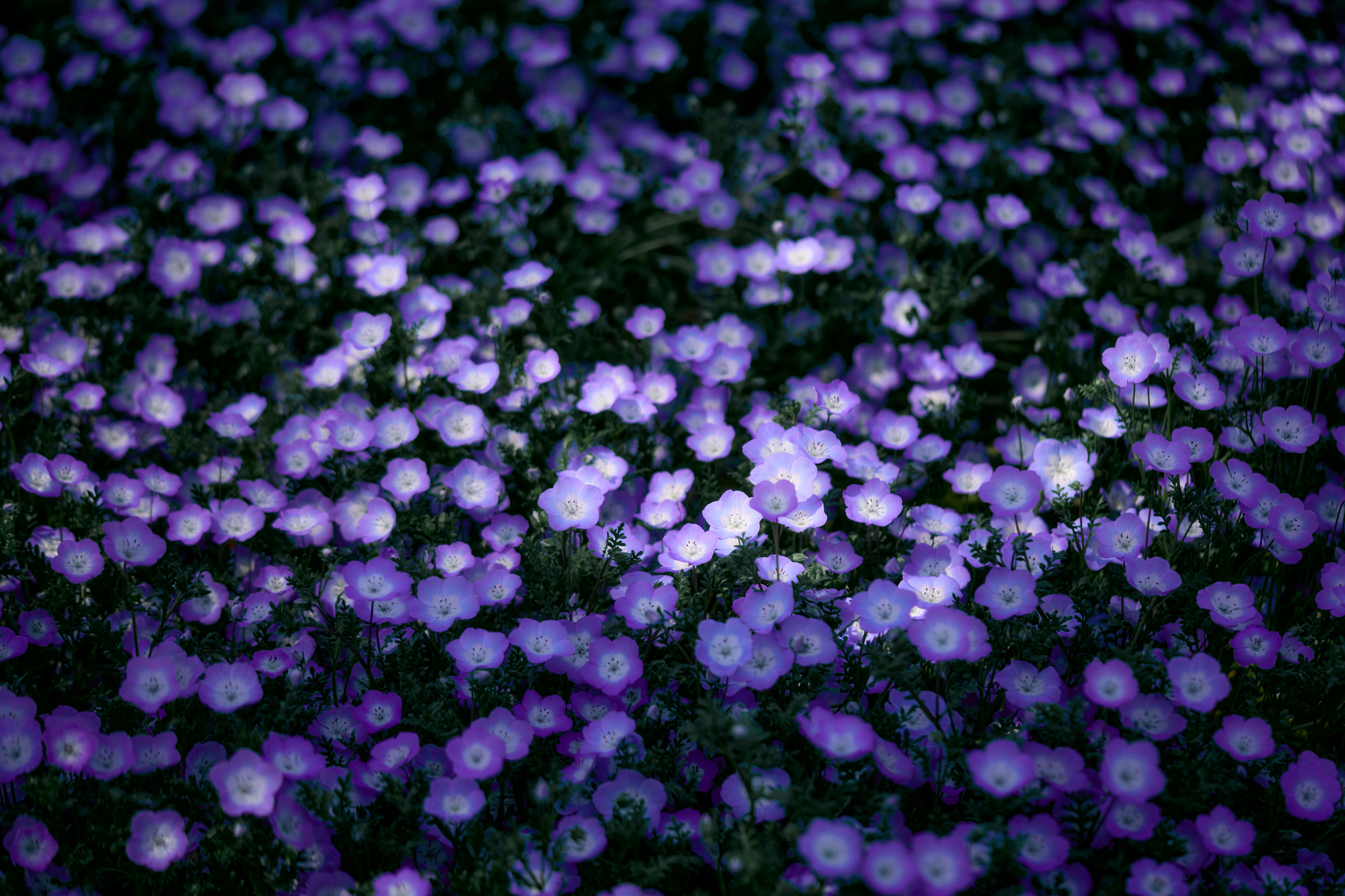 Ein Feld aus kleinen violetten Blumen unter dunklem Himmel.