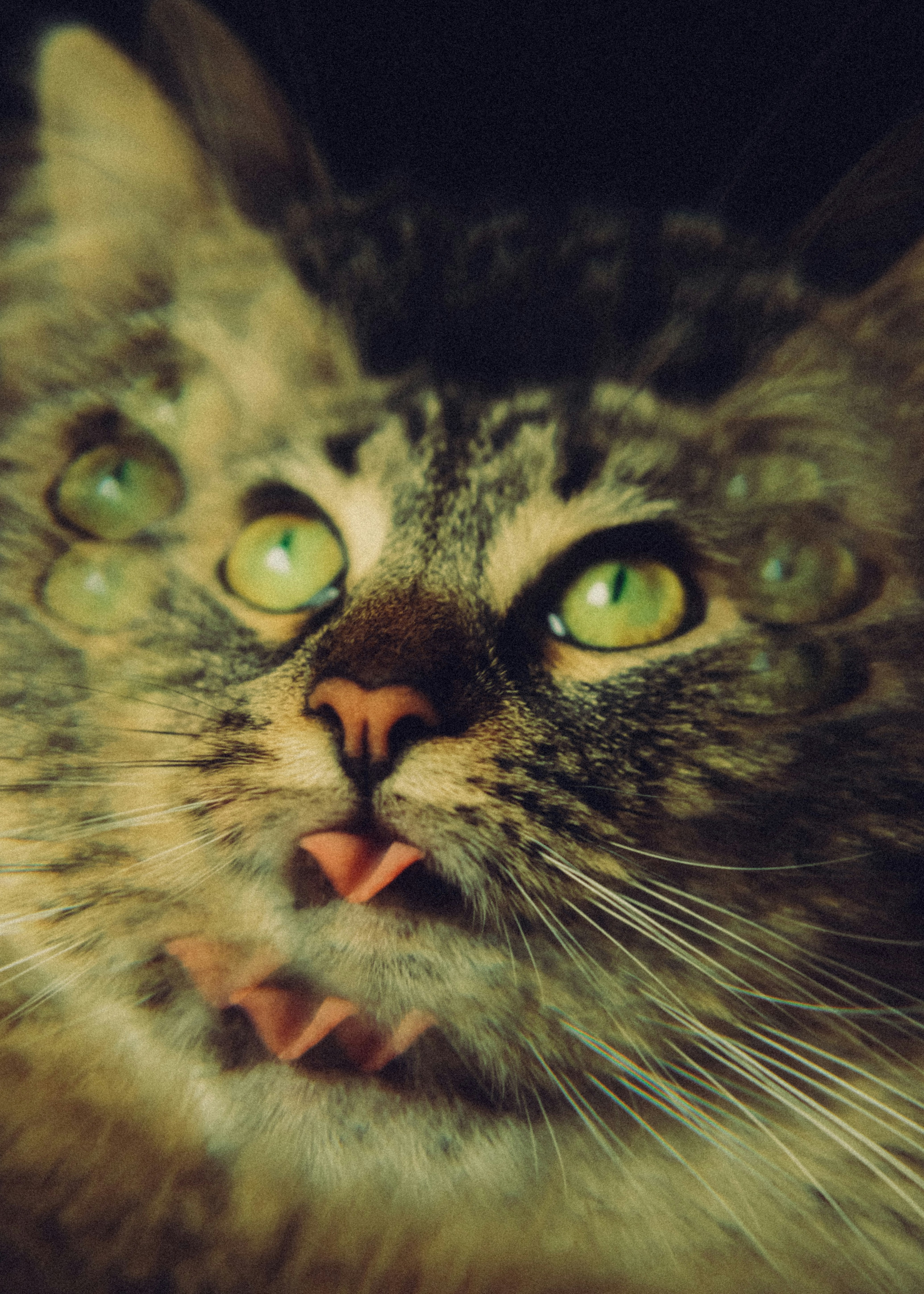 A tabby cat with multiple eyes sticks out its tongue.