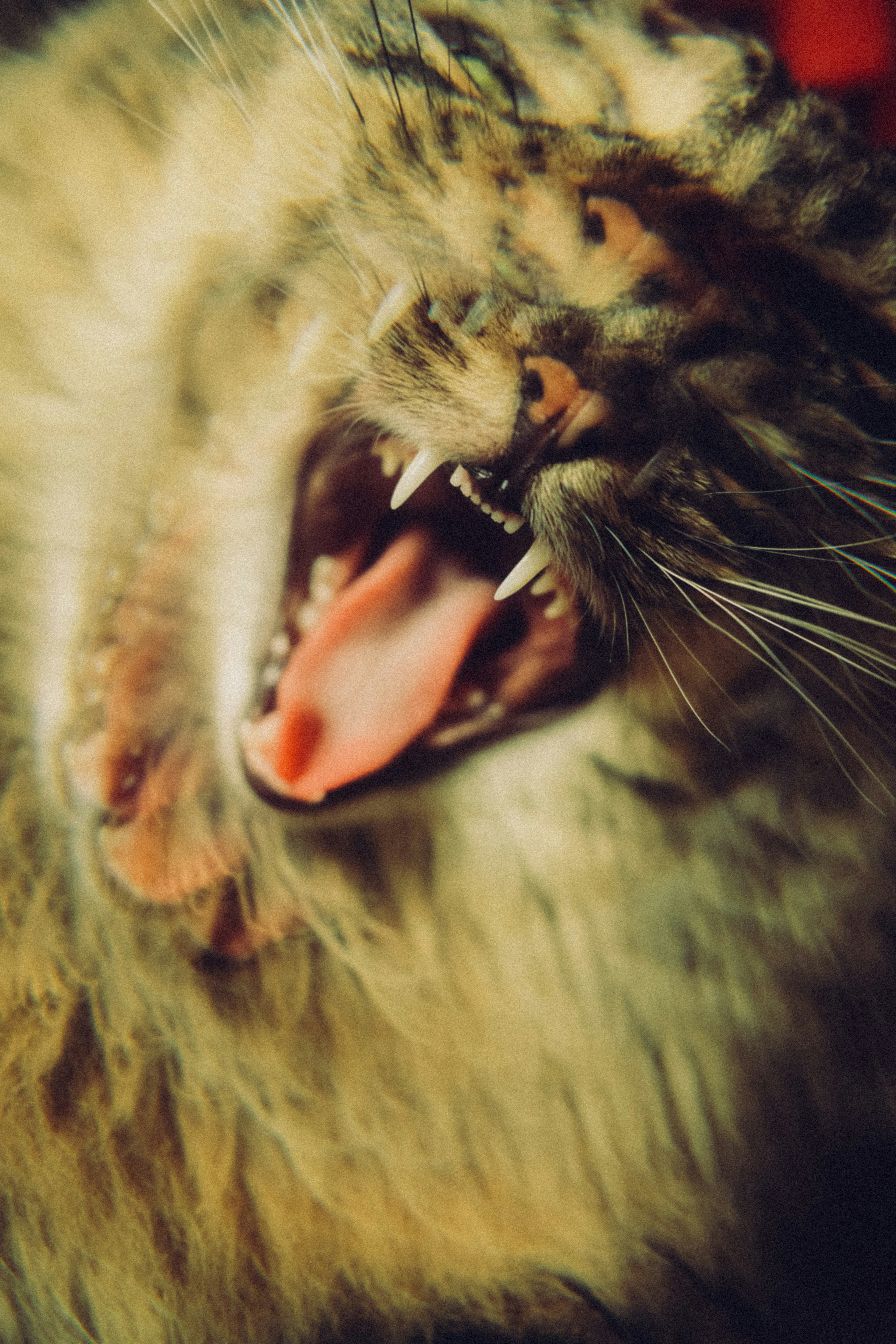 A close-up of a tabby cat yawning with sharp teeth.