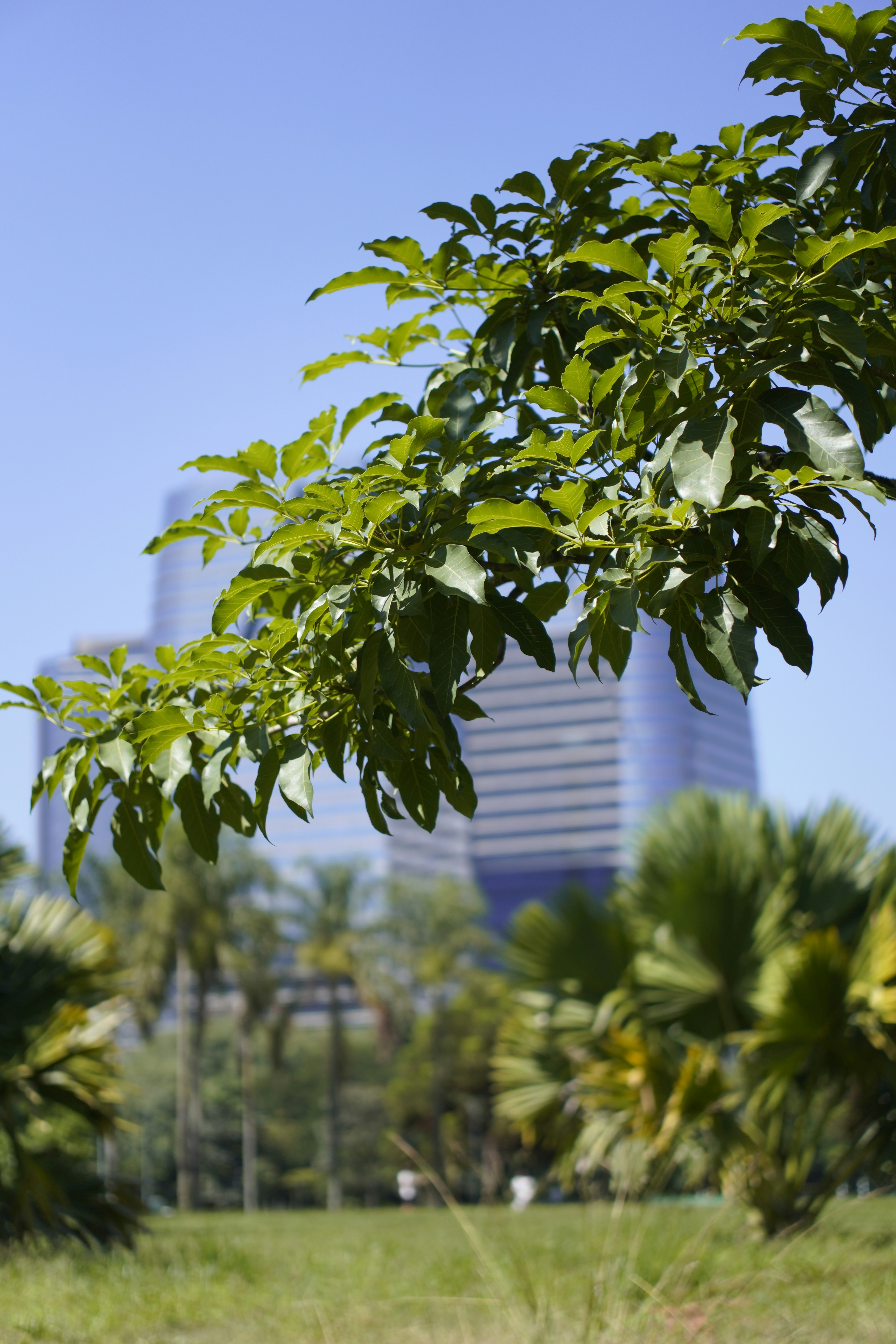 Green tree branches against a blue sky and buildings.