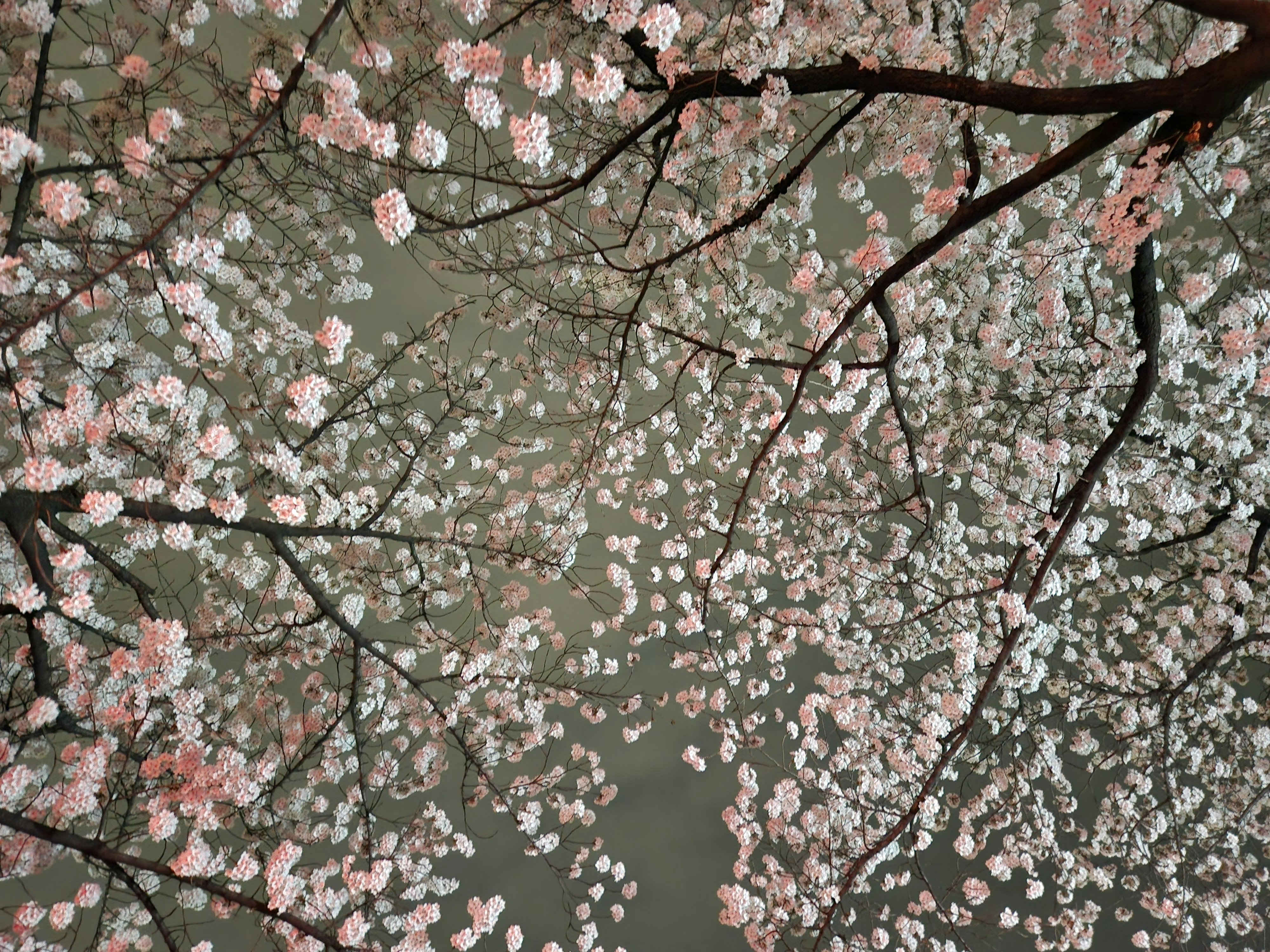 Photo by chae_won_cw