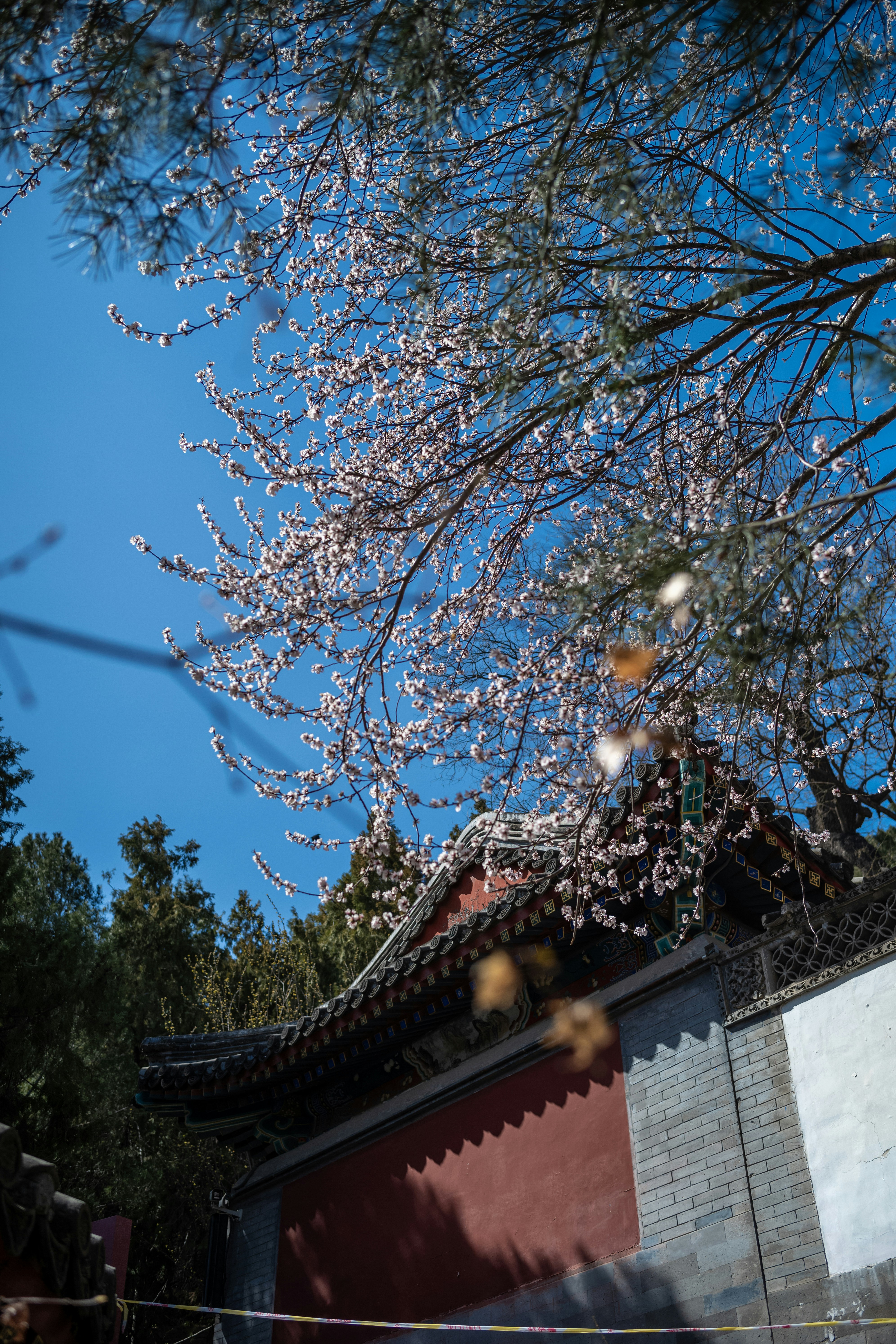 Photo by tommaomaoer