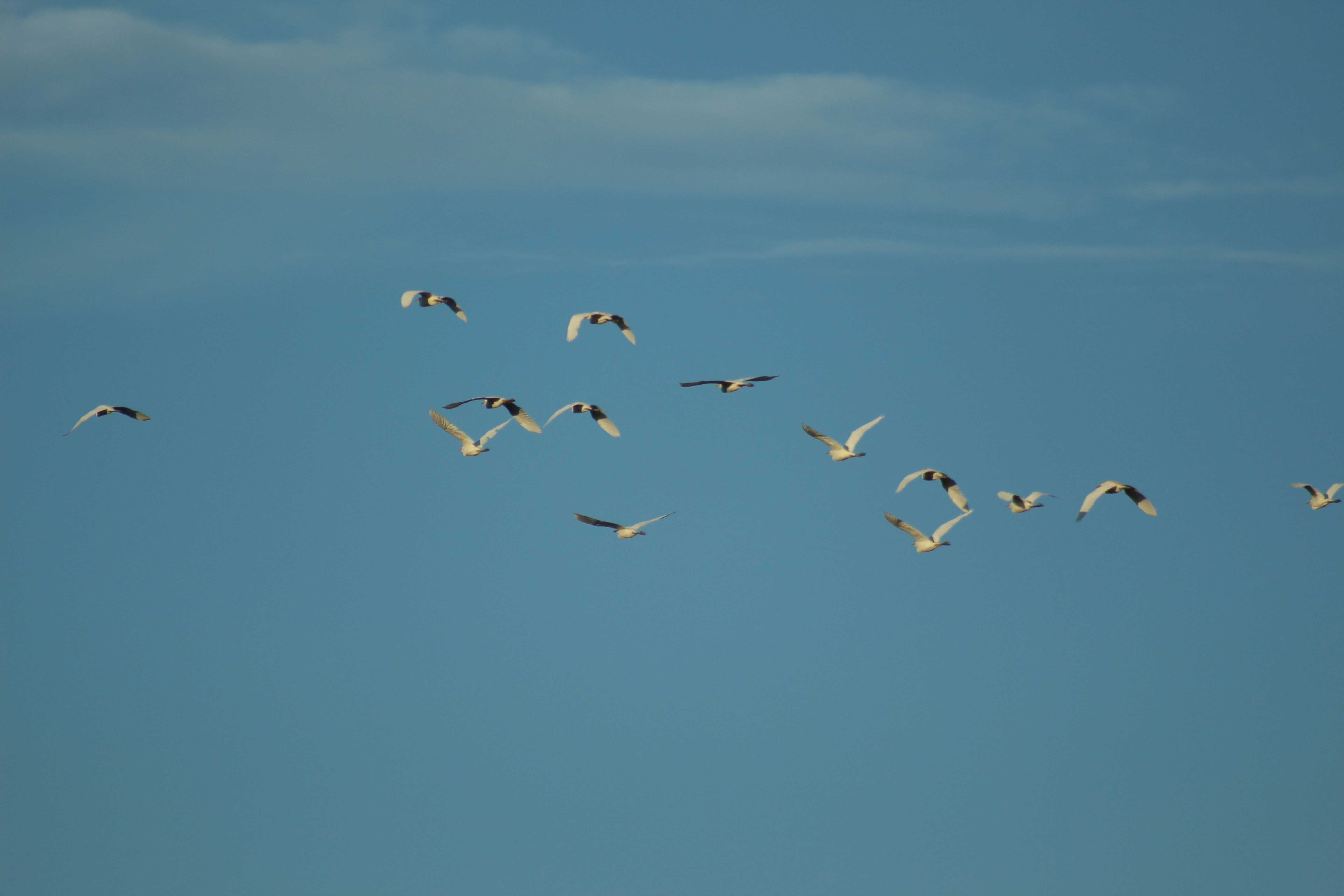 Flock of white birds flying in a clear blue sky