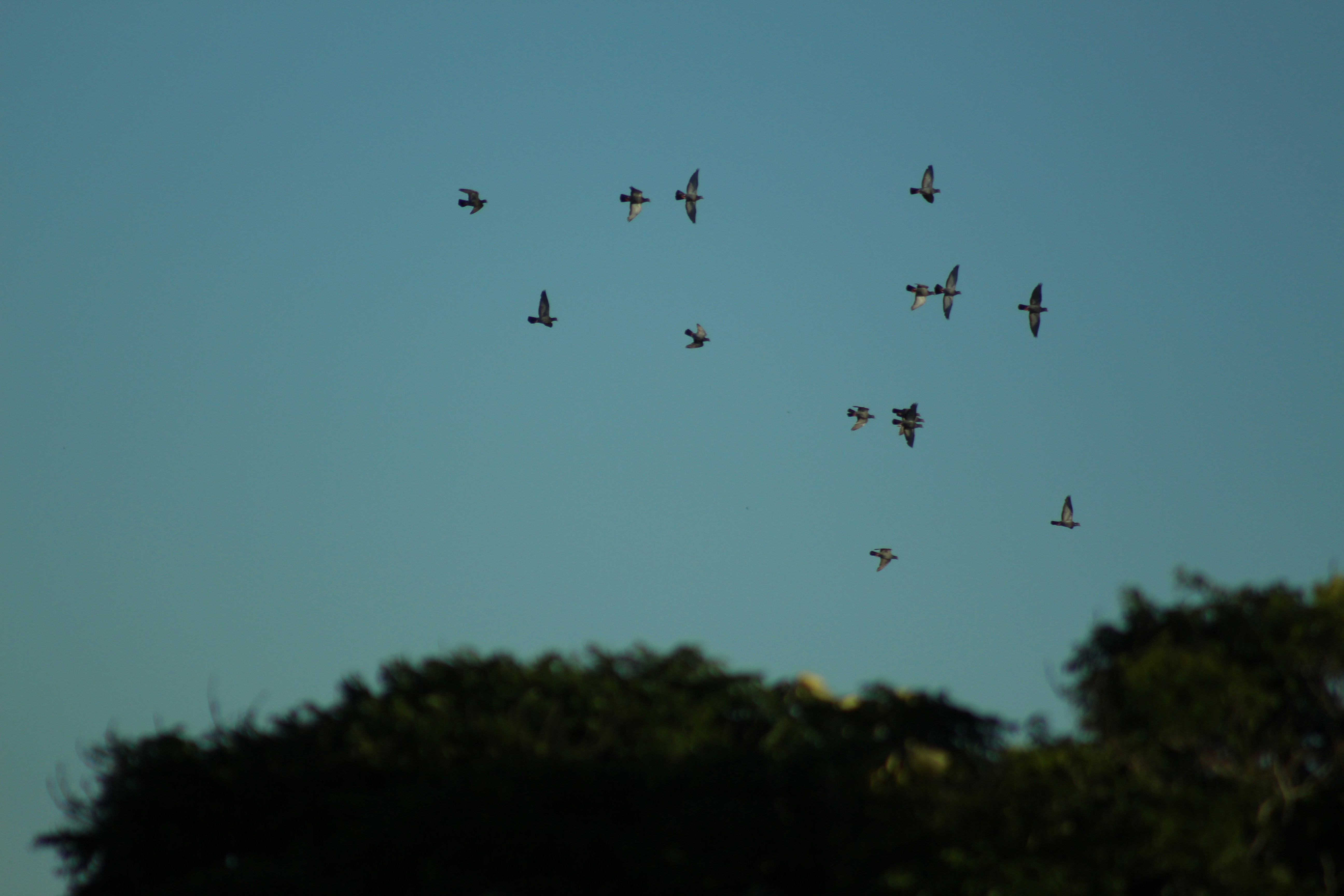 A flock of birds flies across a clear blue sky.