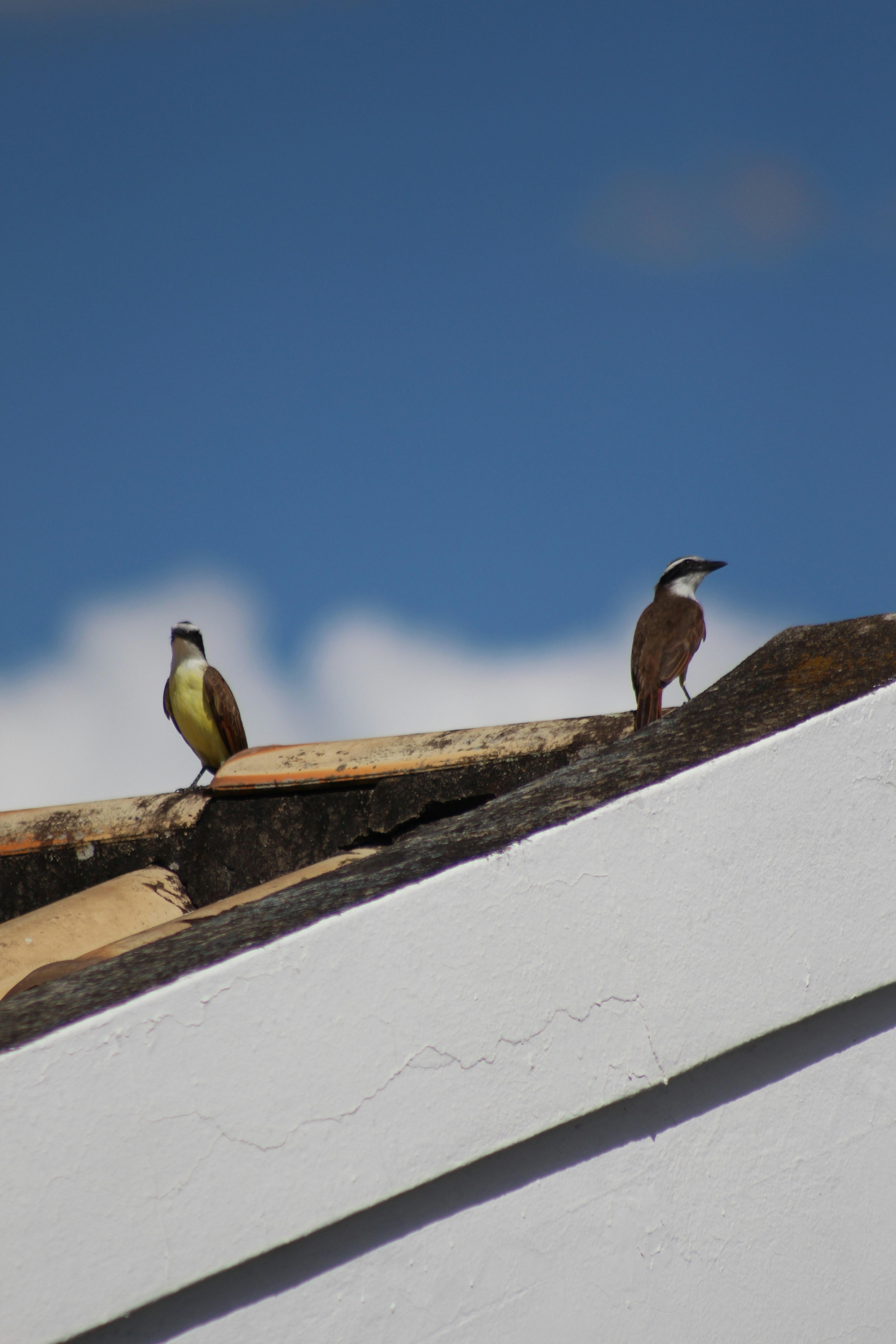 Two birds perched on a rooftop under a blue sky