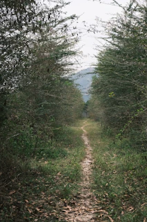 A narrow dirt path leads through a dense forest.