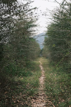 A narrow dirt path leads through a dense forest.