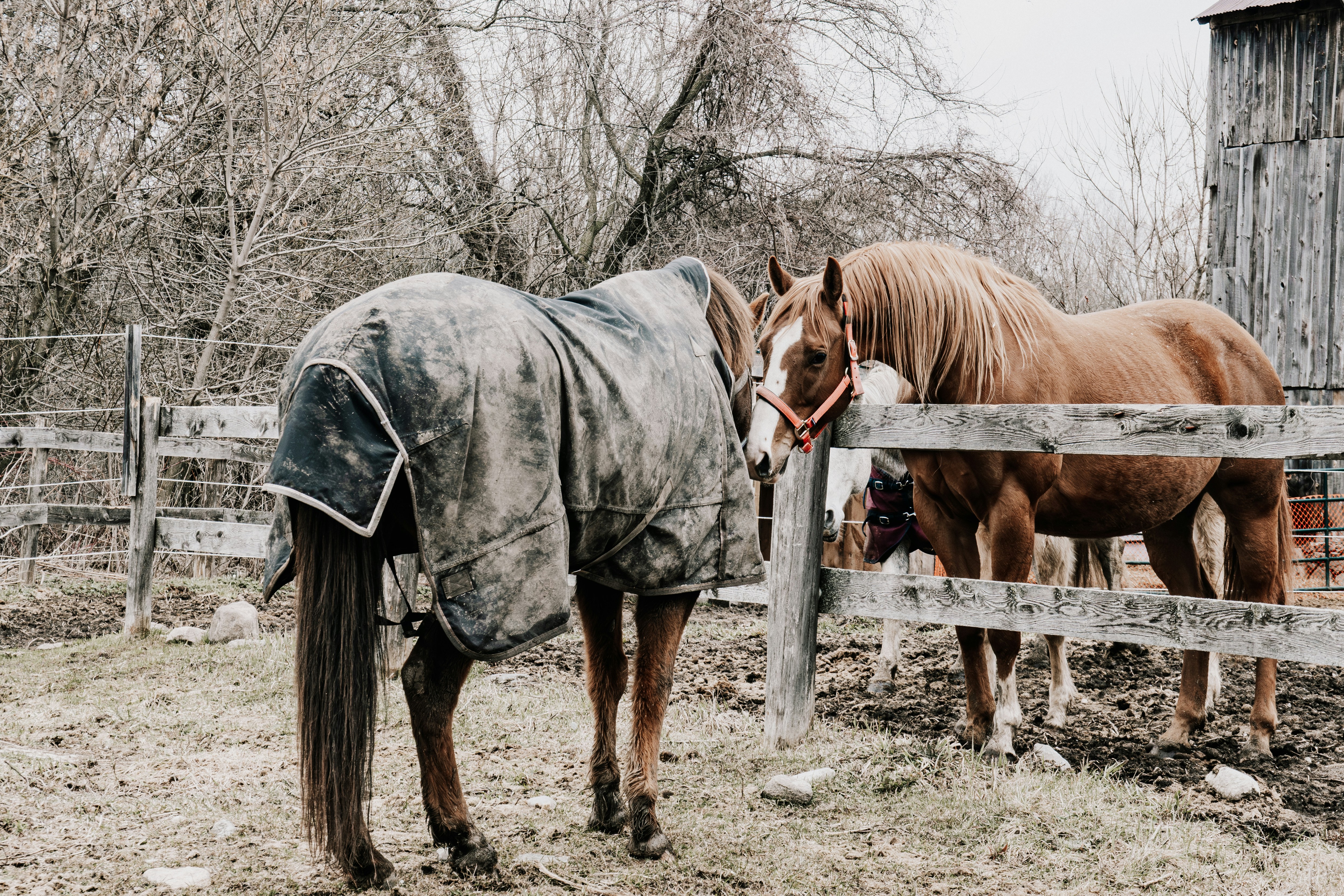 Two horses stand near a wooden fence on a farm.