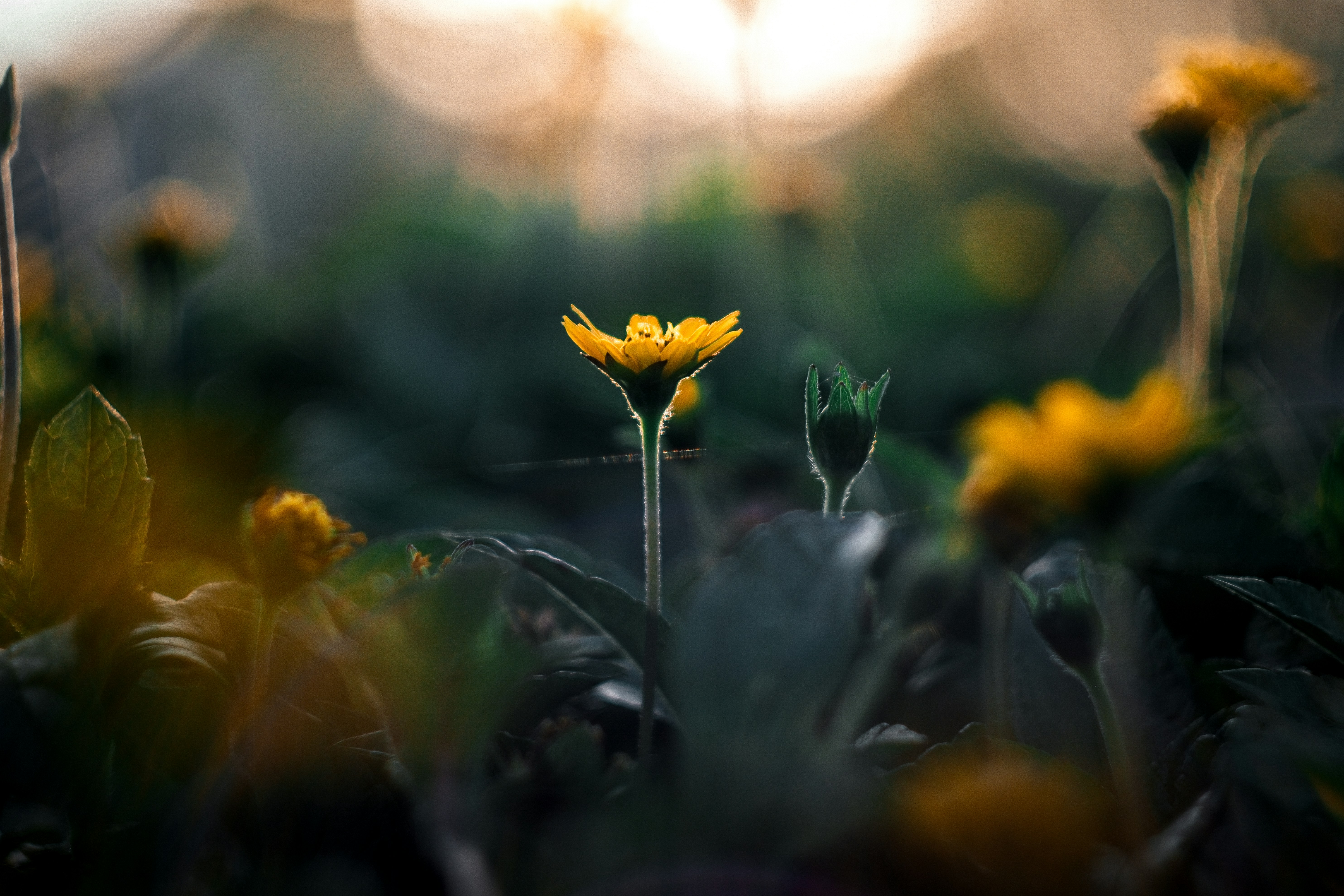 Photo by phuocsangvn