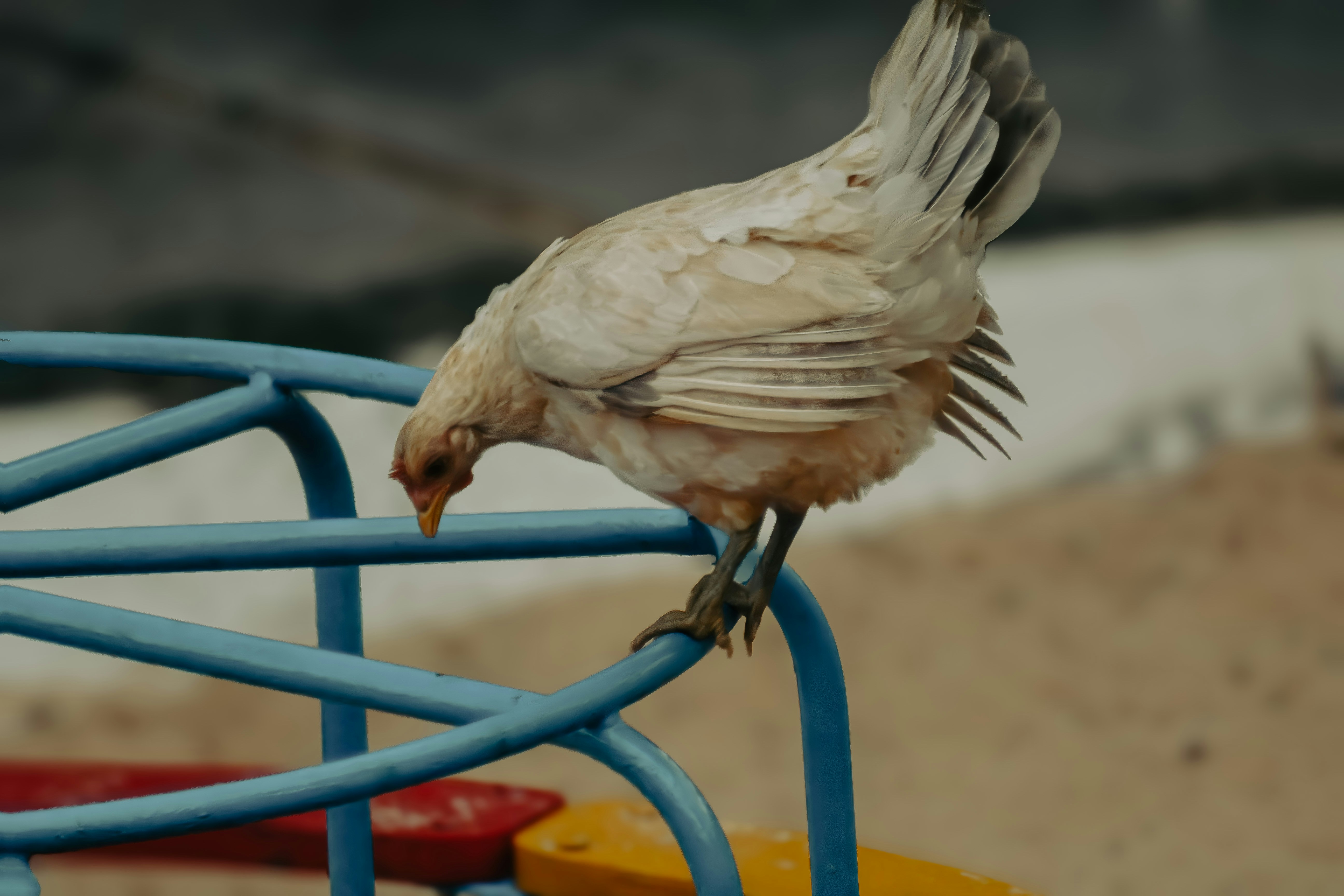 A chicken perched on a blue metal structure.