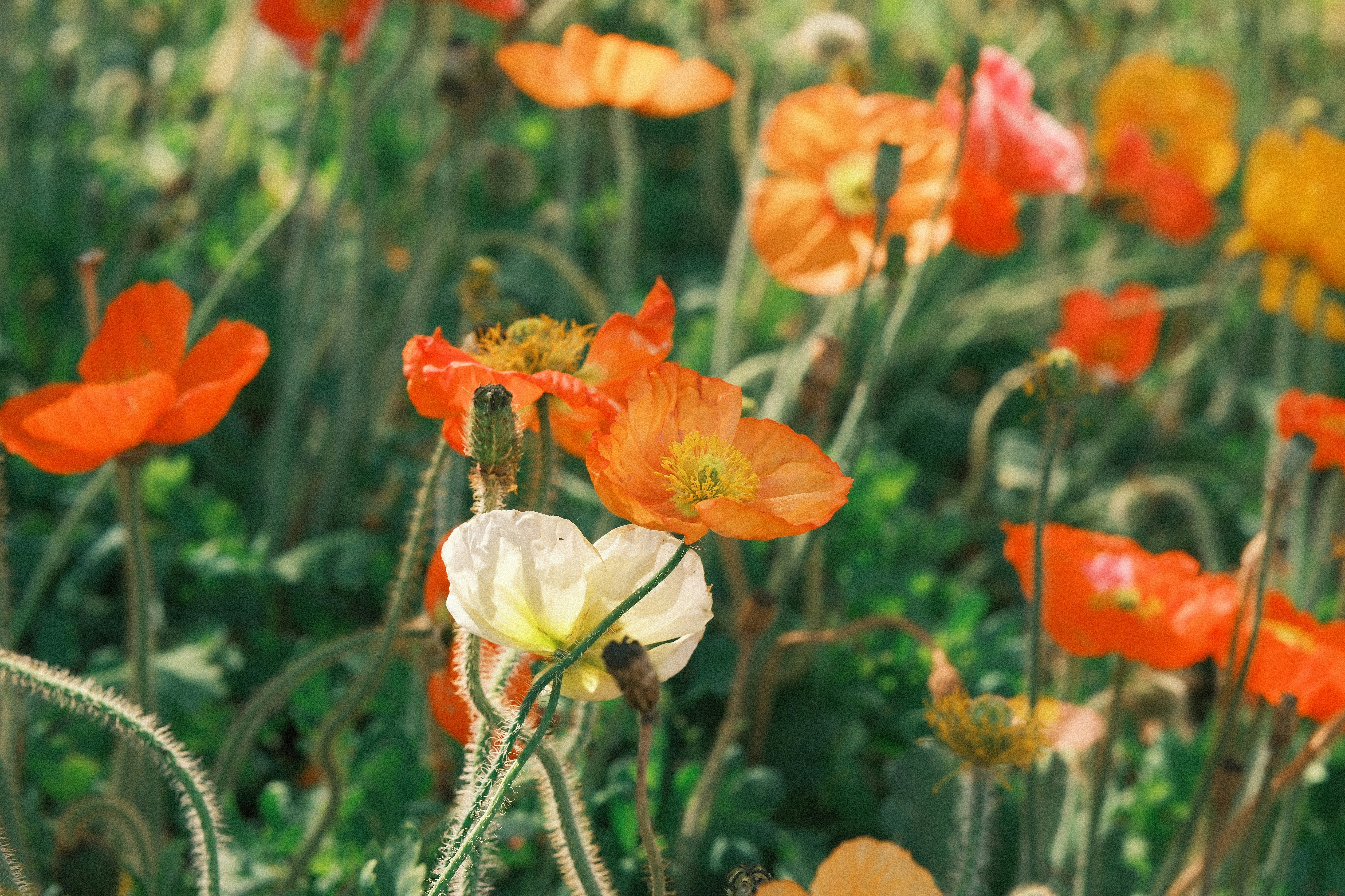 Photo by leo_gilgamesh