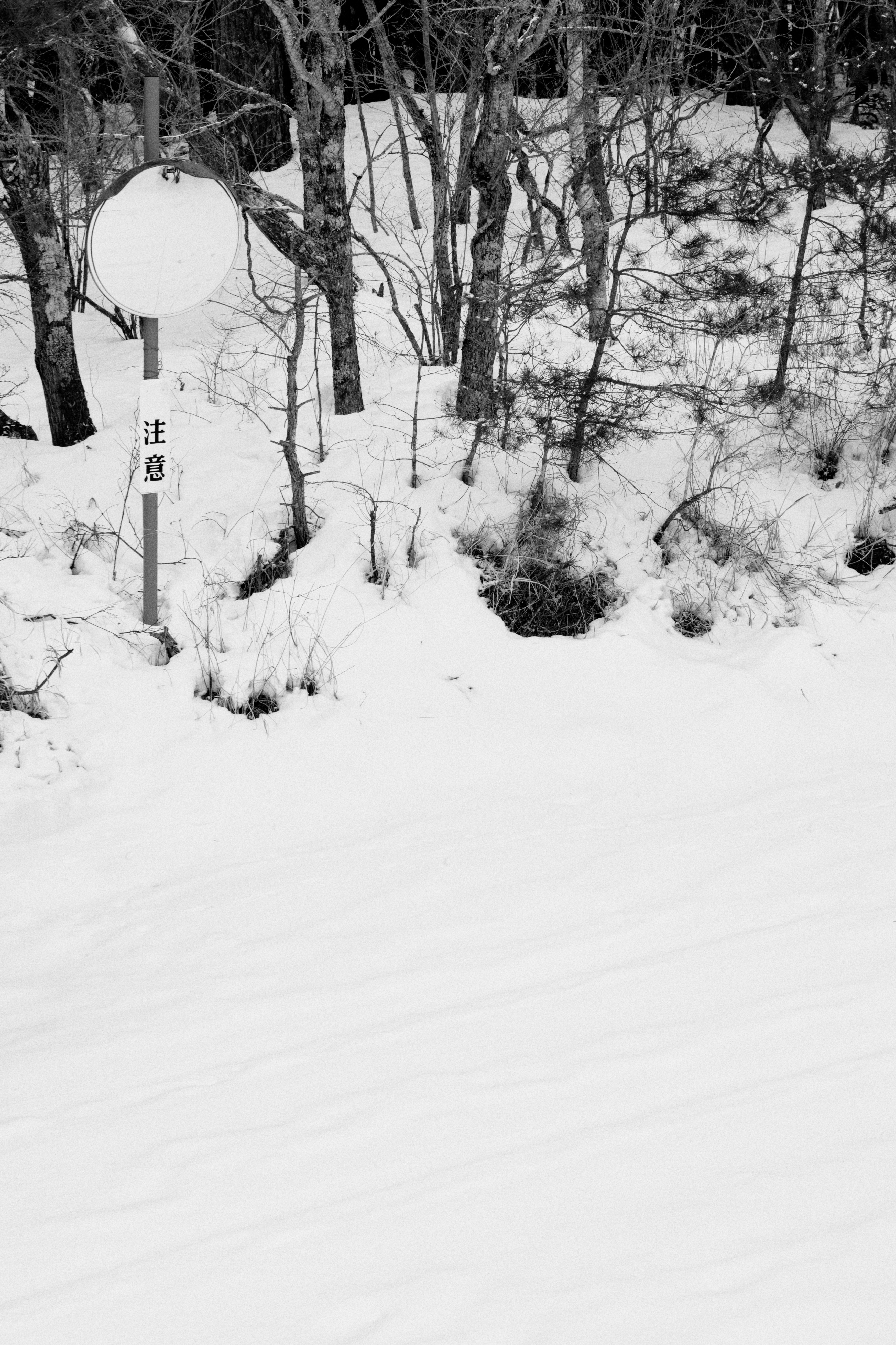 A snowy forest scene with a signpost.