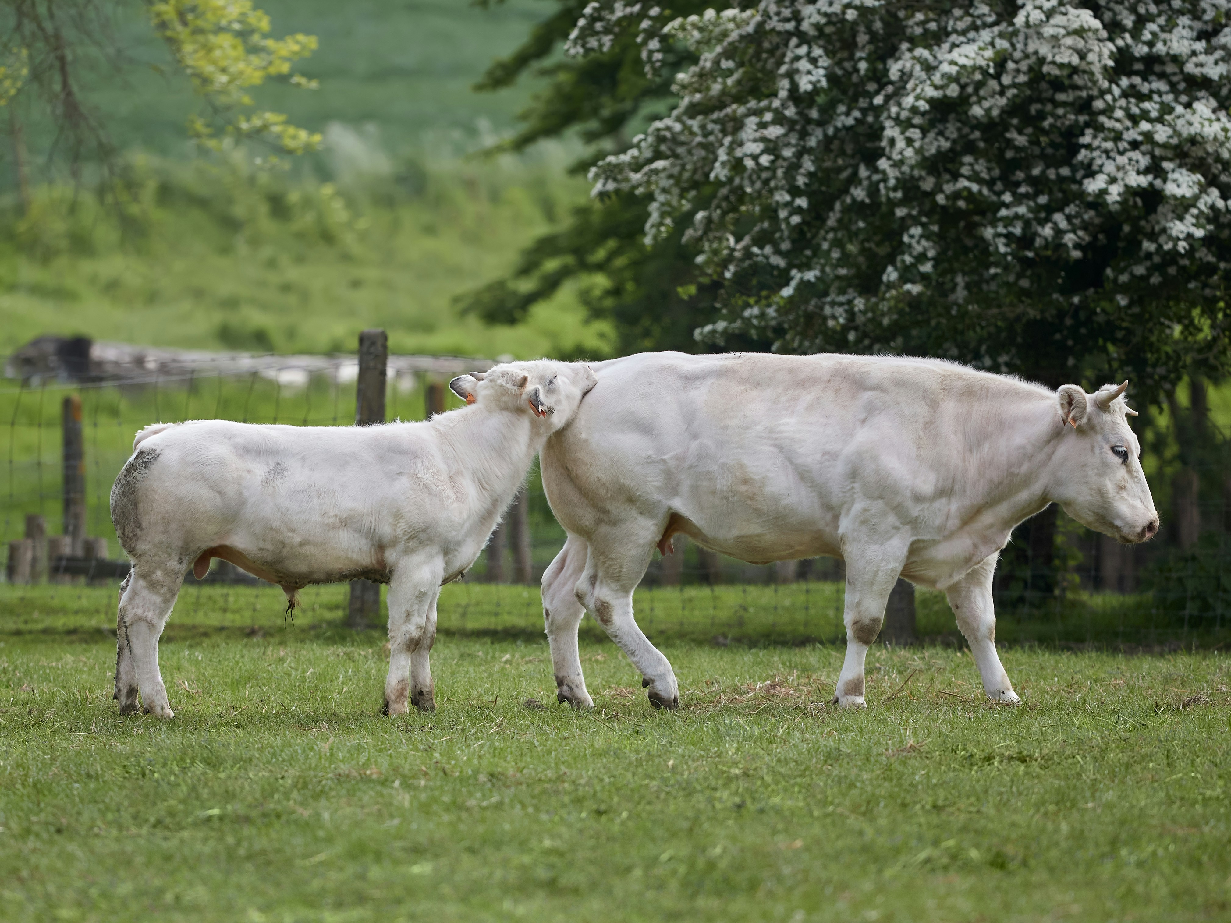 Charolais Angus Cross - Two white cows walking in a green grassy field.