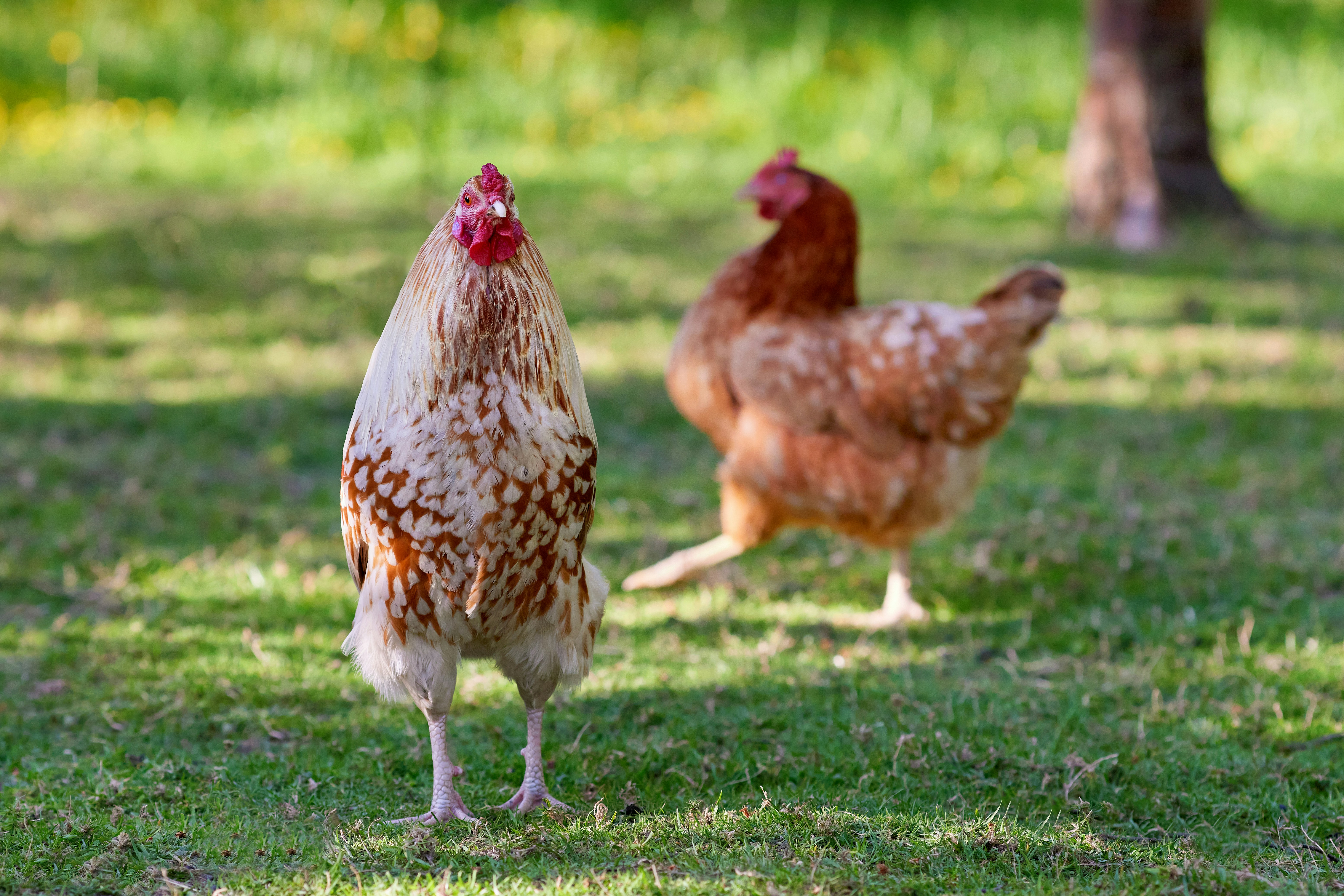 How Much Does Backyard Chicken Keeping Cost for Beginners? A Realistic Breakdown