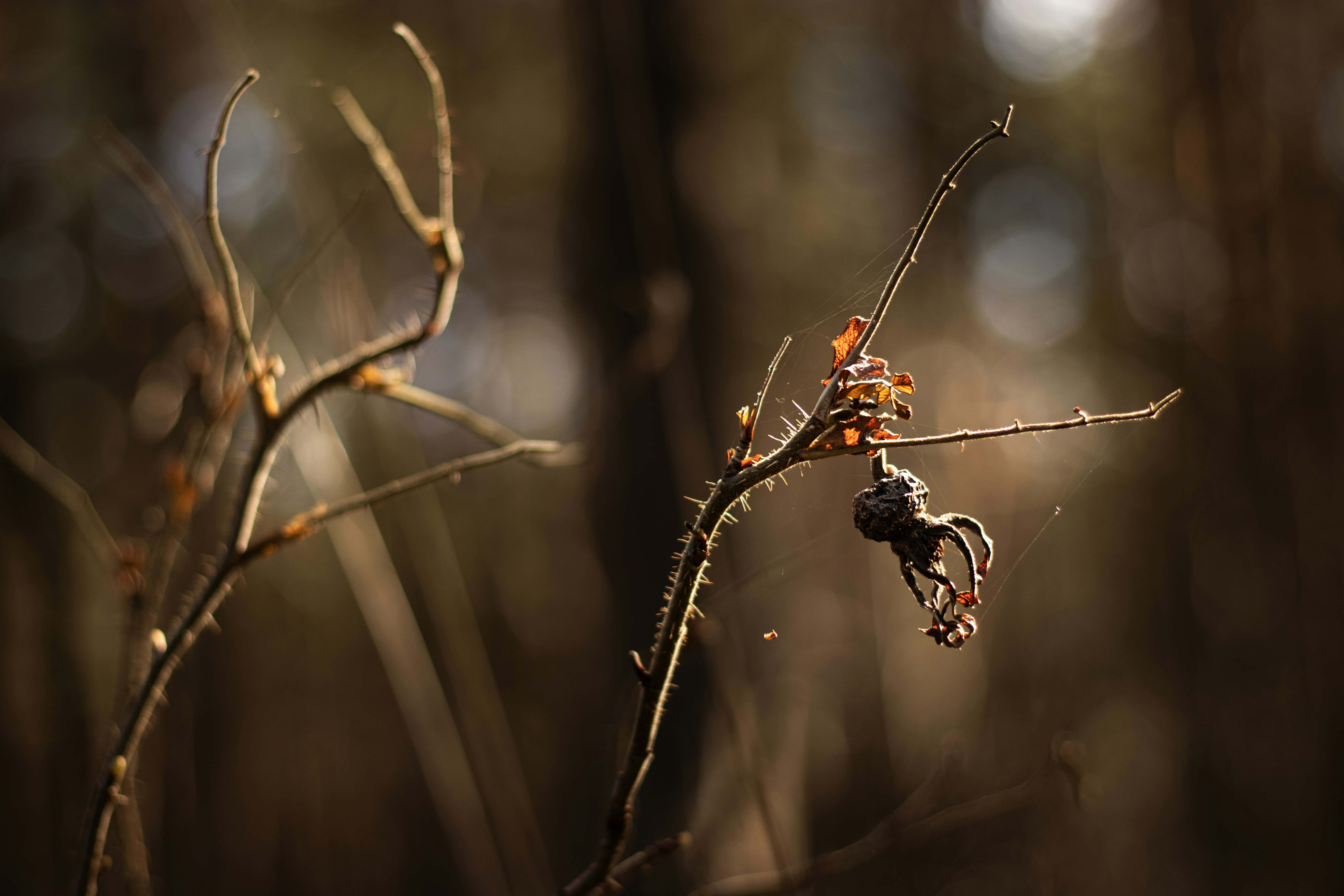 Photo by reinisbruzitis