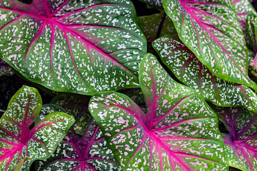 Close-up of vibrant green caladium leaves with pink veins.