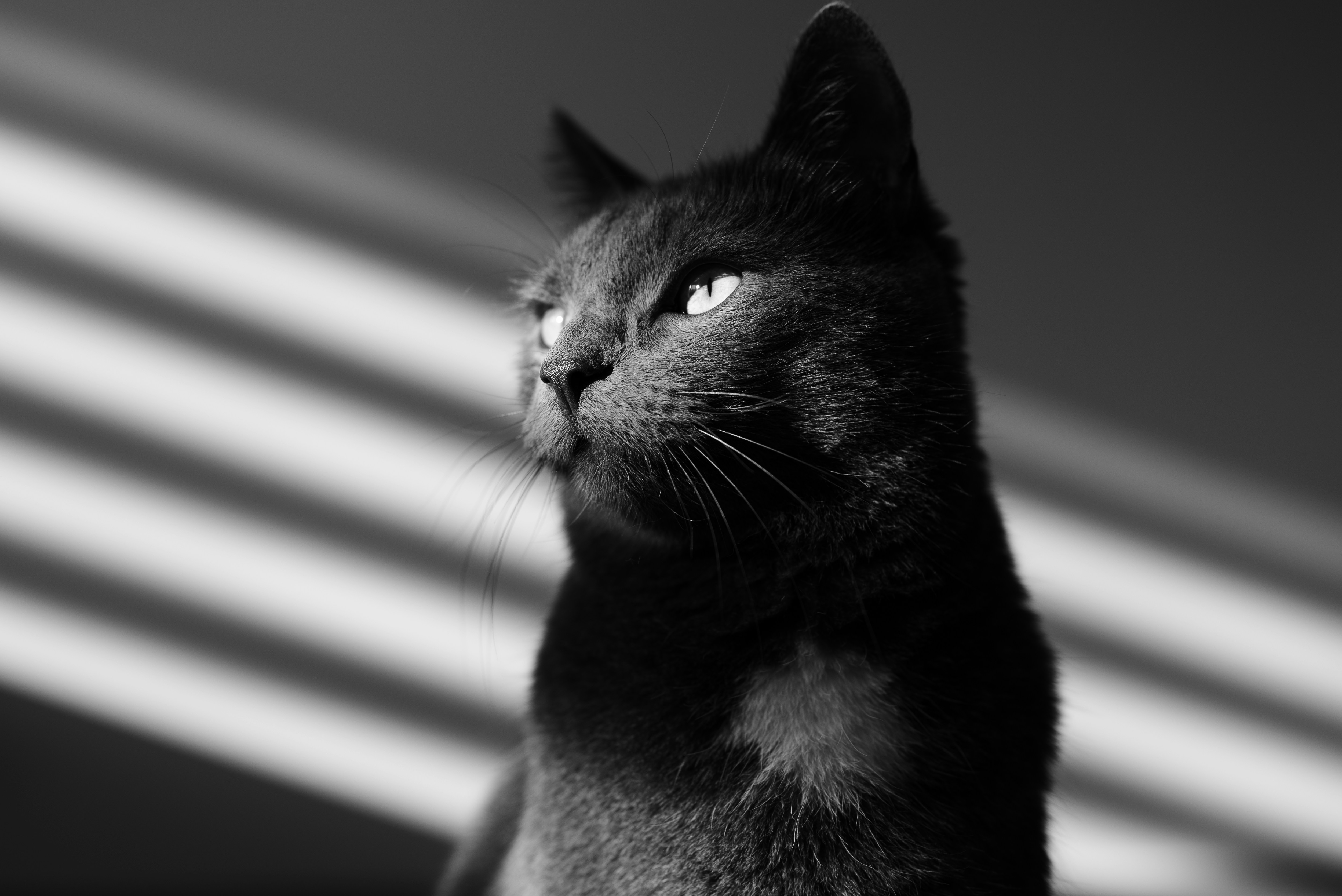 A black cat with bright eyes looks to the side.