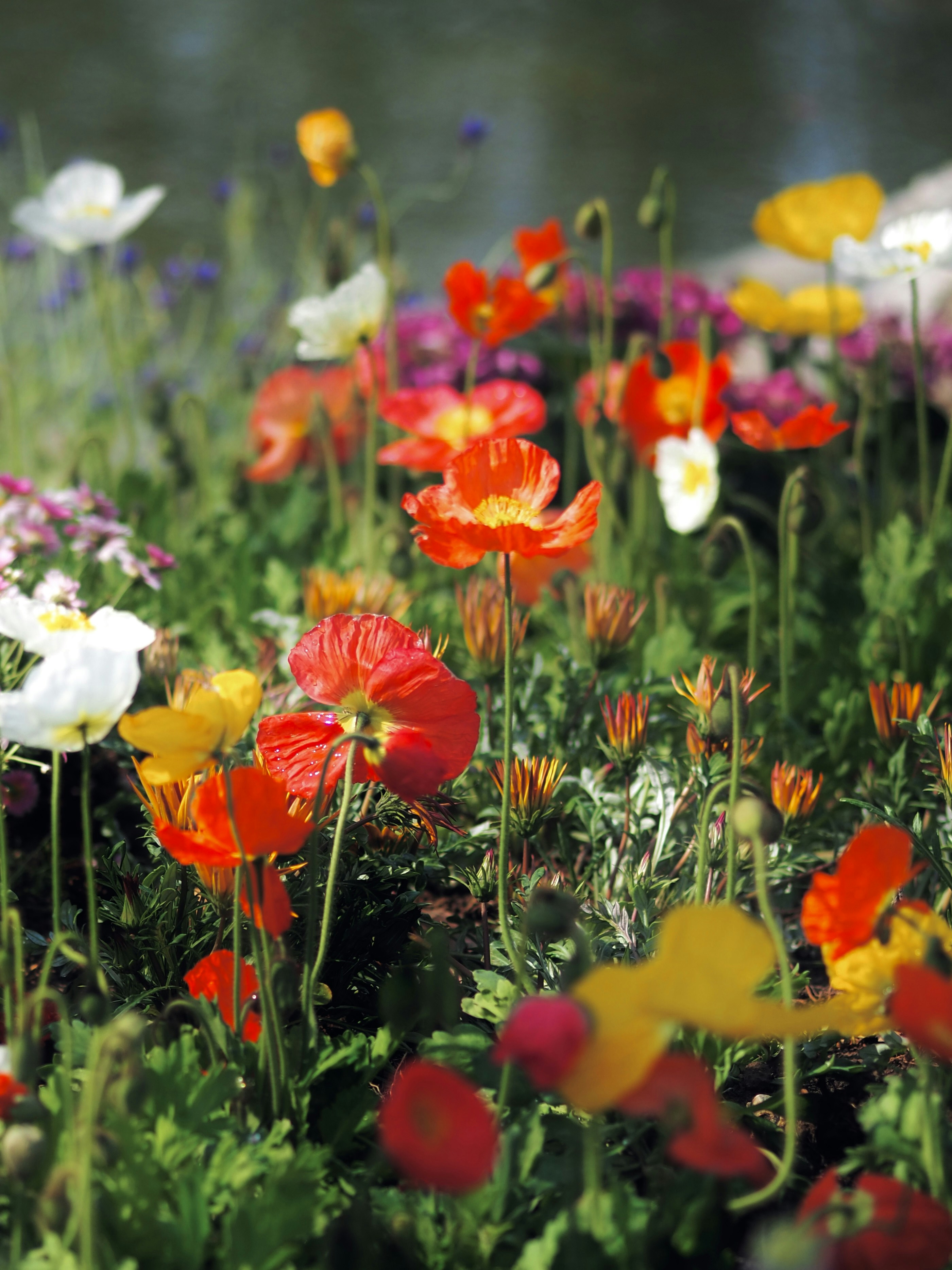 Photo by mianmian1997