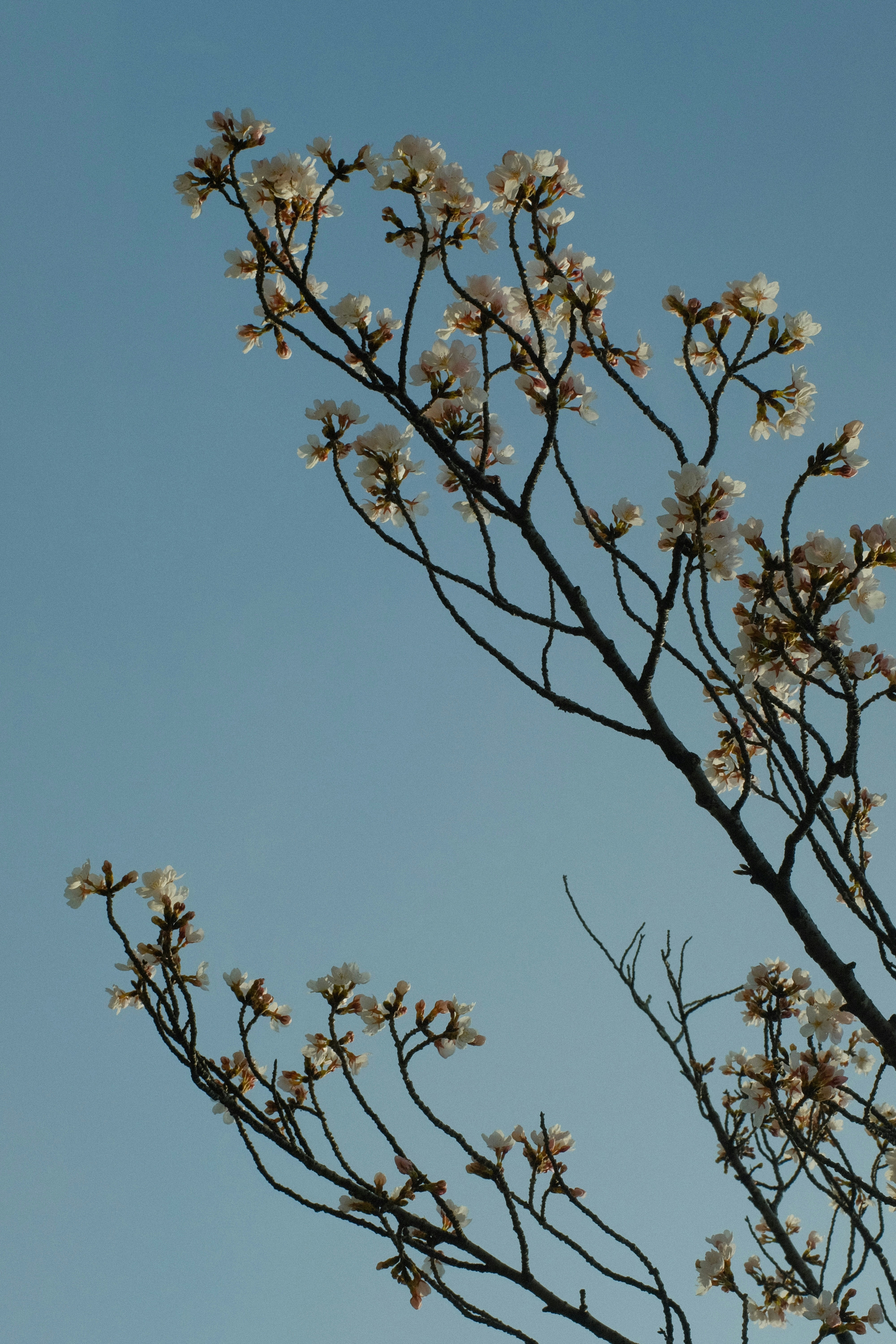 Photo by harukism