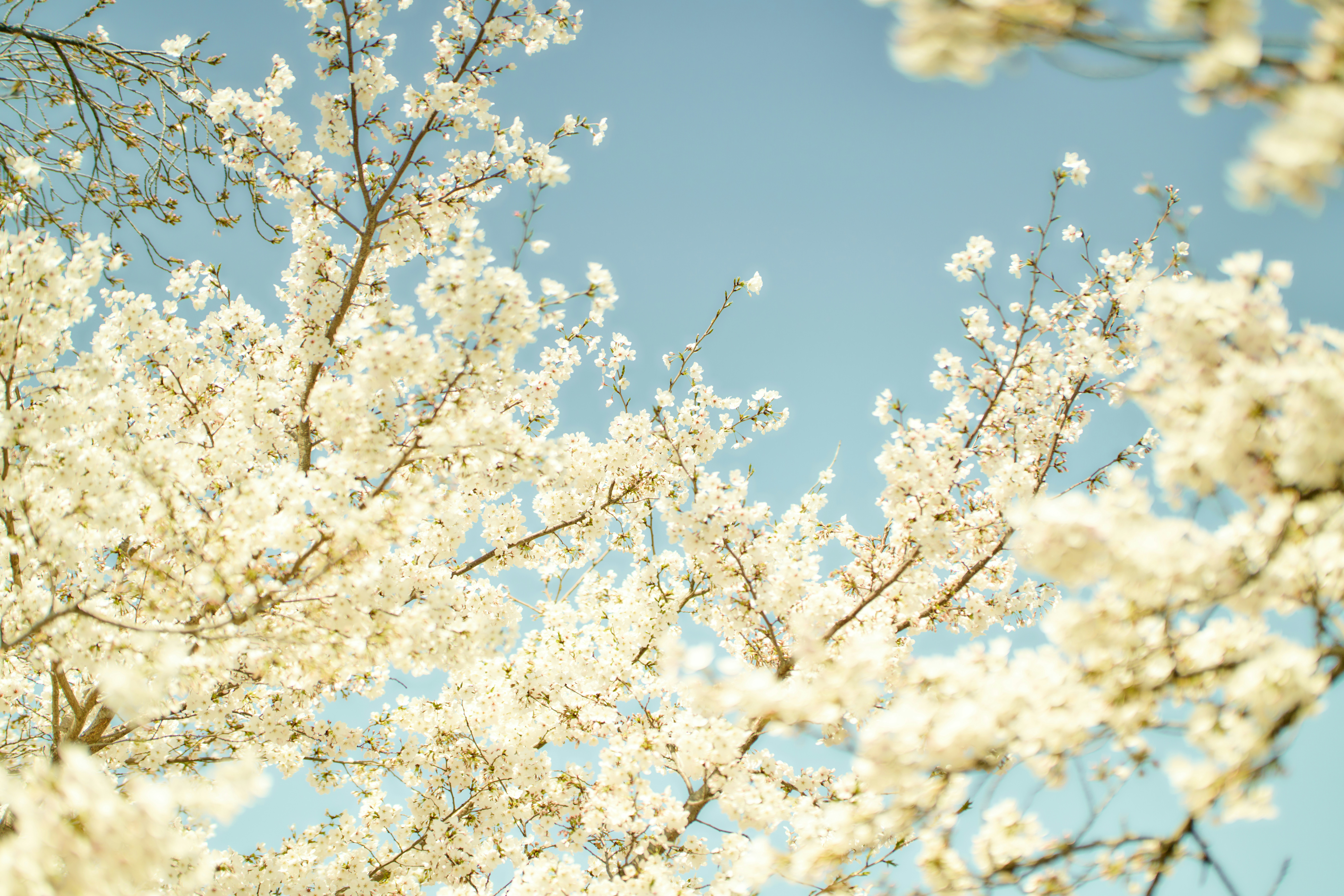 Weiße Kirschblüten blühen vor einem klaren blauen Himmel.