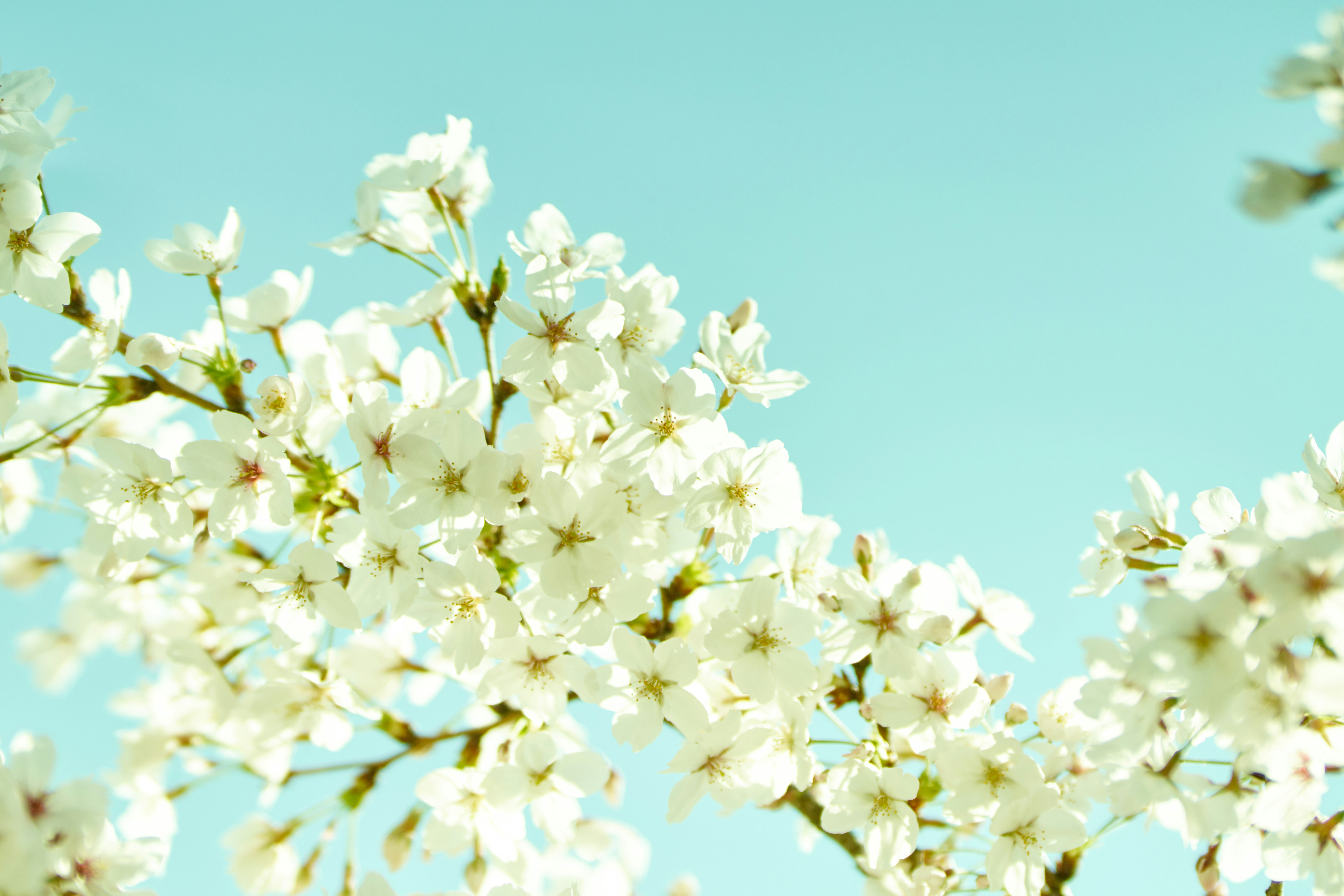 Weiße Kirschblüten blühen vor einem klaren blauen Himmel.