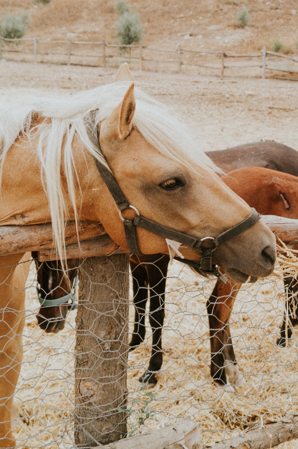 A gentle horse resting its head, calm and well cared for